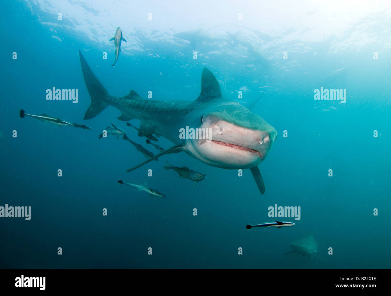 Requin tigre Galeocerdo cuvier Kwazulu Natal d'Aliwal Shoal Afrique du Sud de l'Océan Indien Banque D'Images