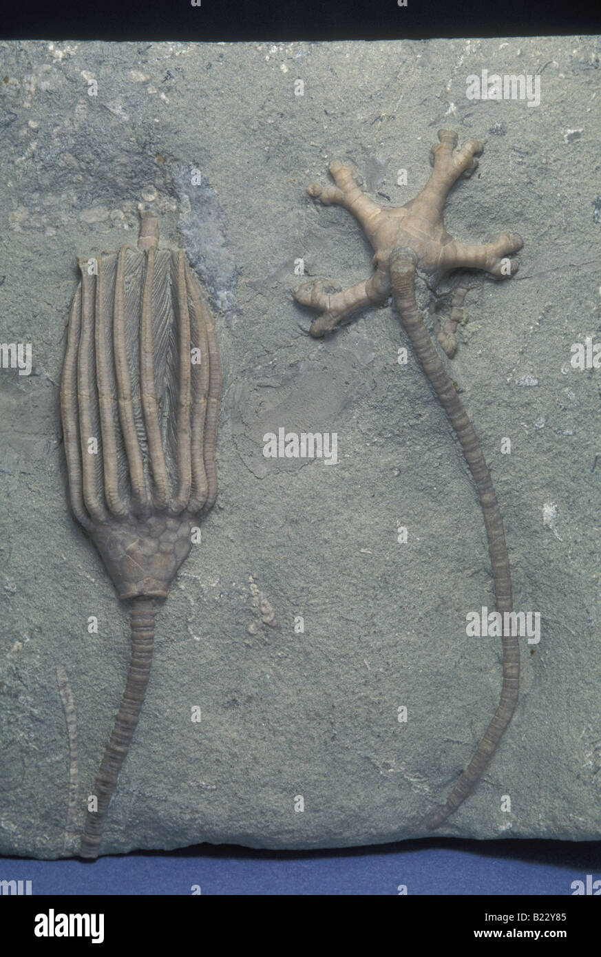 Crinoïdes fossiles Banque D'Images