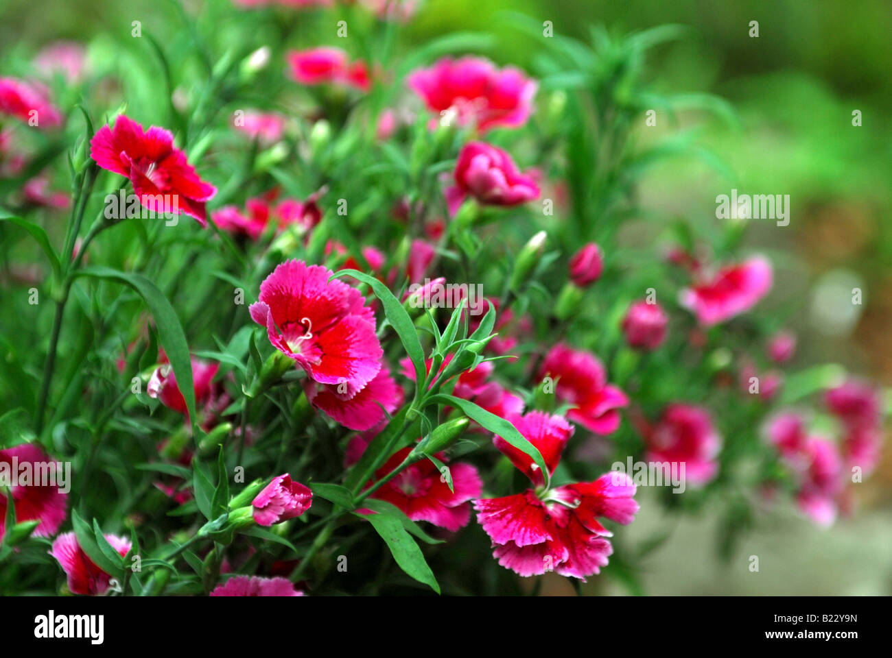 Un bain de roses apportent une touche de couleur à un chalet jardin border Banque D'Images