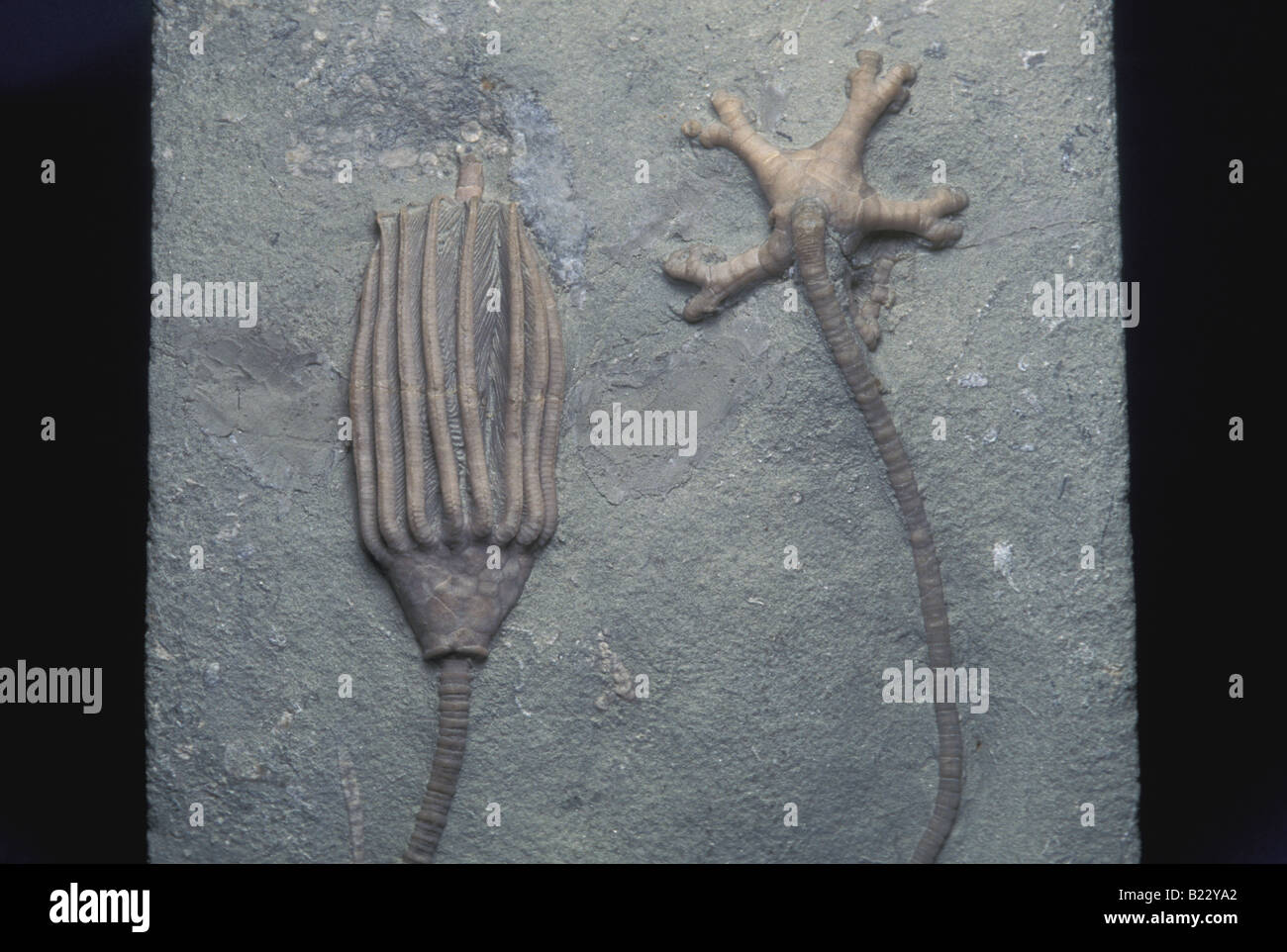 Crinoïdes fossiles Banque D'Images