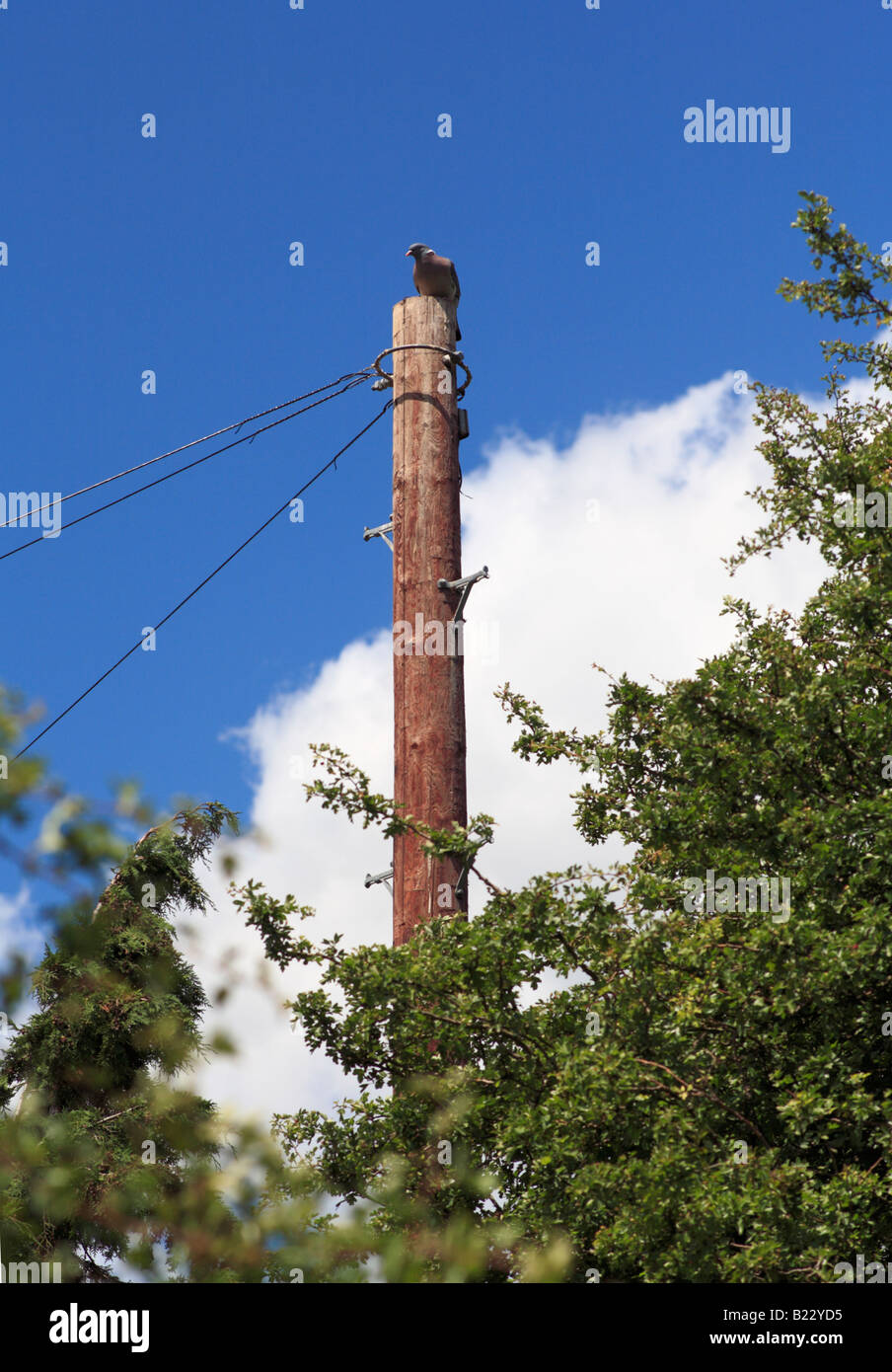 Woodpidgeon repose sur le dessus de la pole Banque D'Images