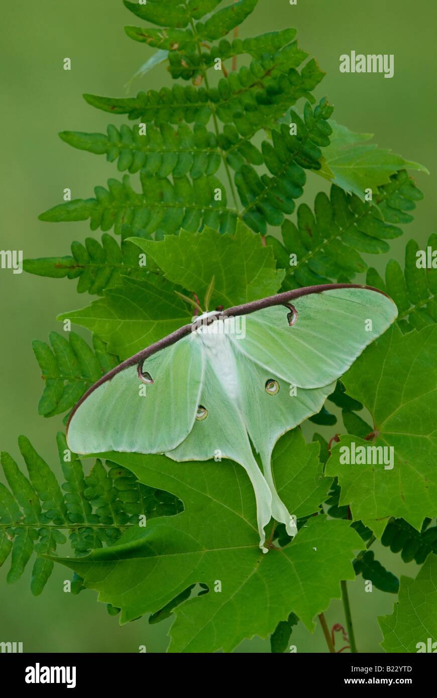Luna Moth ( Actias luna ) E USA Banque D'Images
