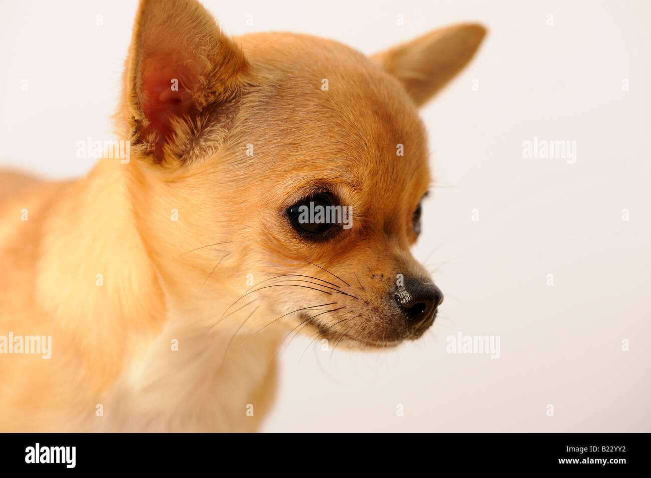 Chiwawa photography Banque D'Images