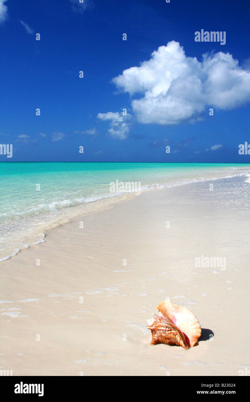 Conque on beach Banque D'Images