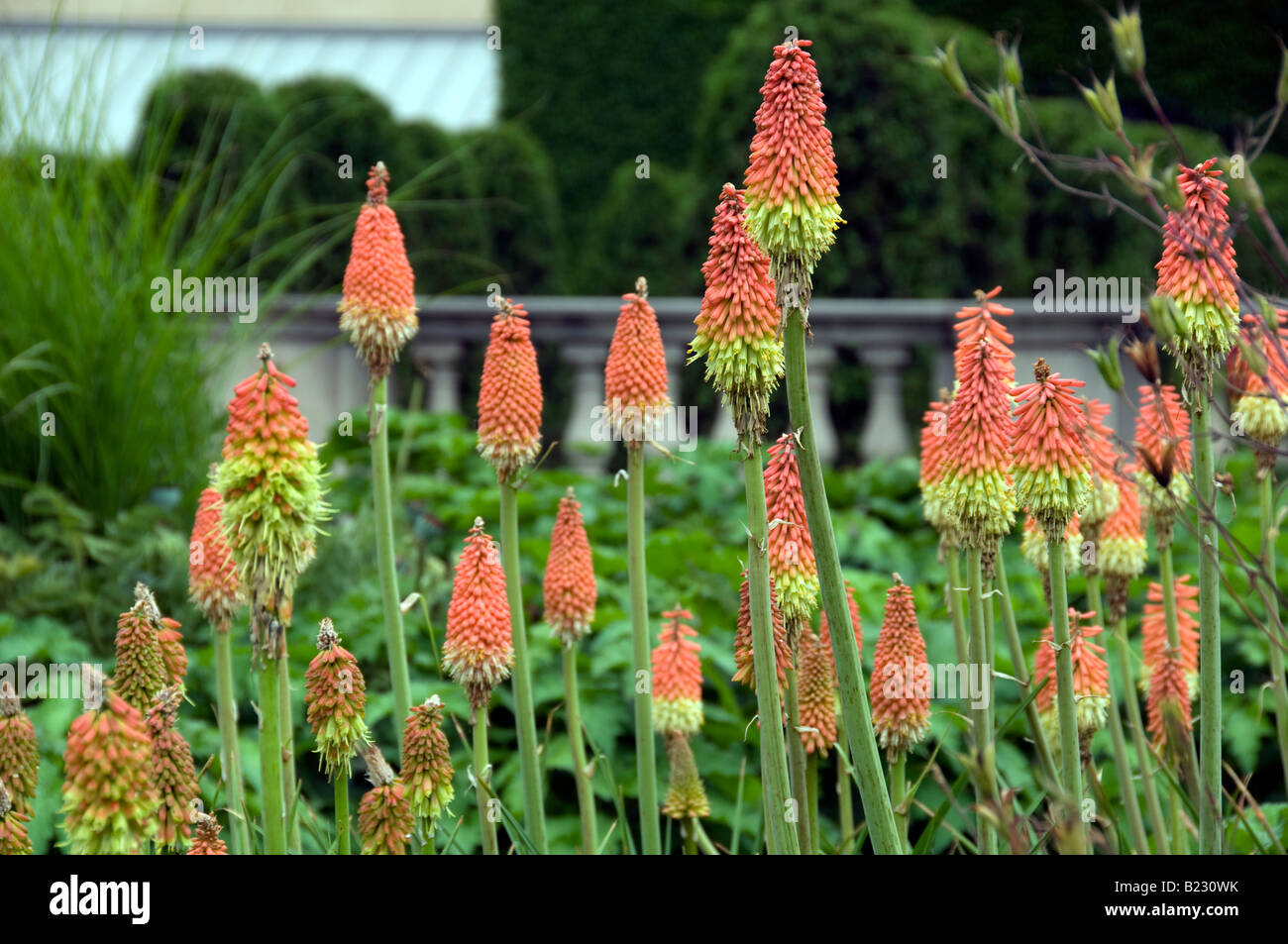 Fleurs en forme de cône Banque de photographies et d’images à haute