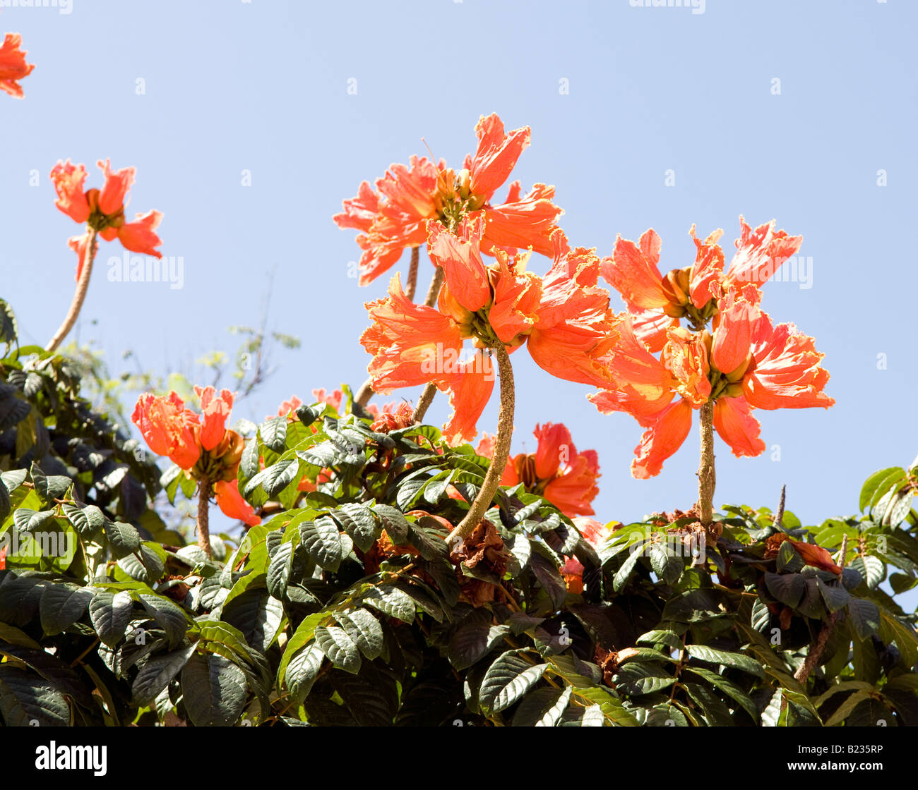 Spathodea campanulata 'charme de Floresta' Banque D'Images