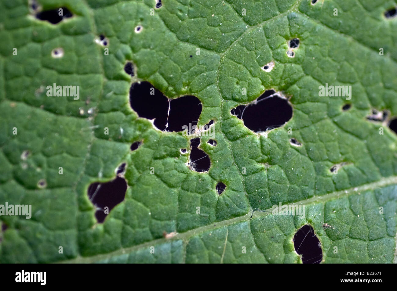 Gros plan d'une feuille verte avec les trous de manger des insectes Banque D'Images