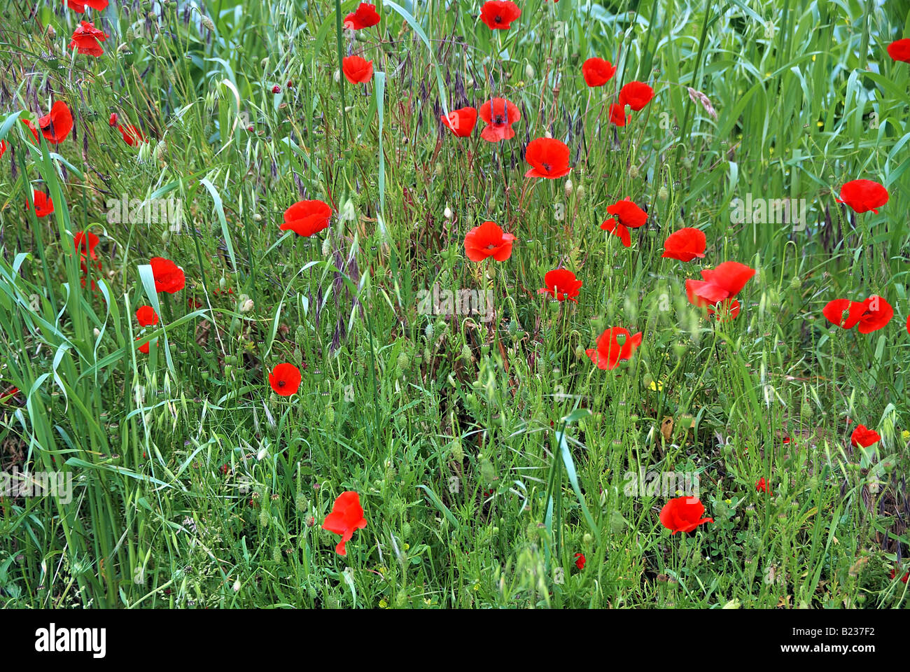 Coquelicots rouges dans la Somme Banque D'Images