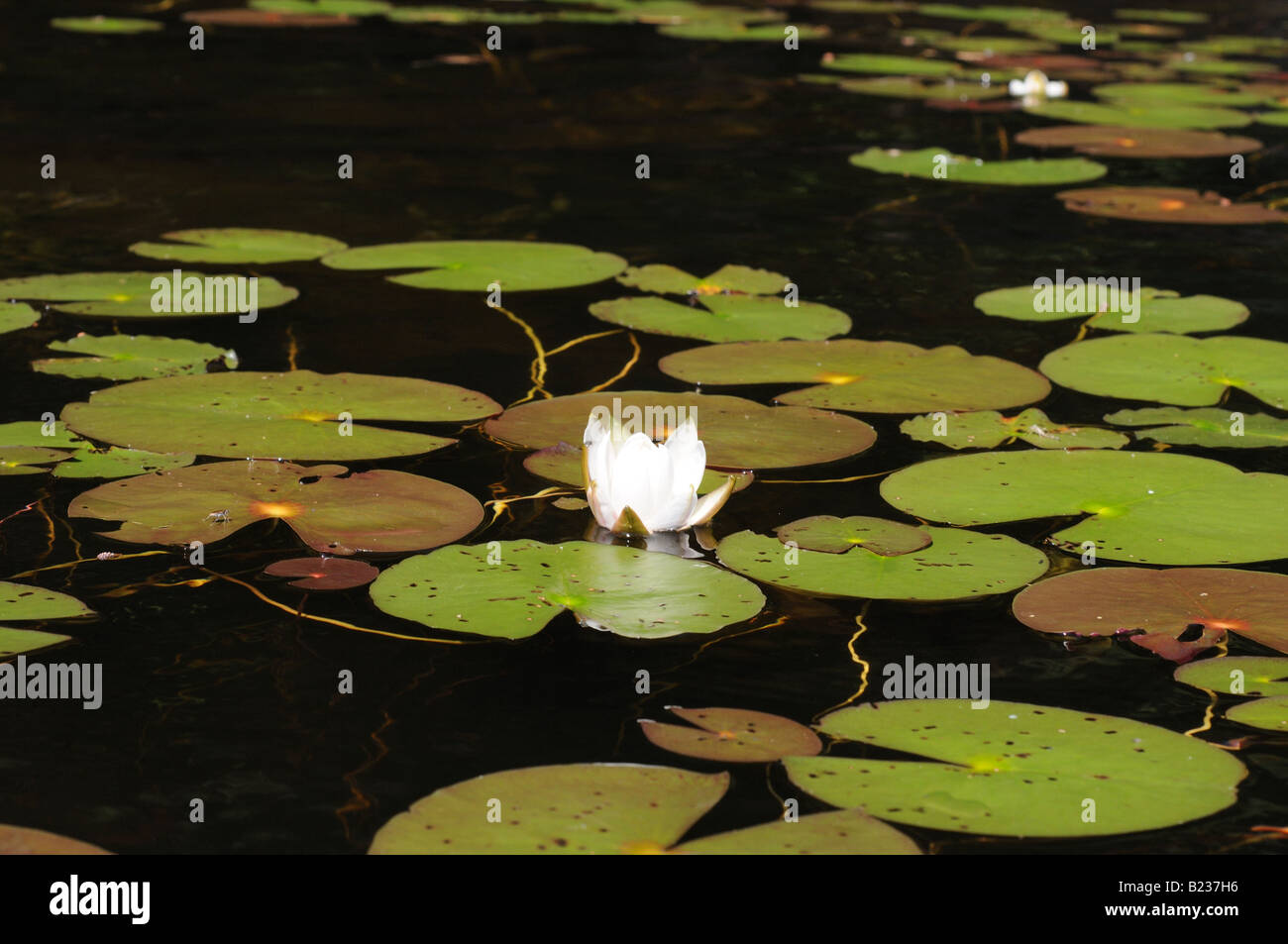 Un nénuphar et de nénuphars flottant délicatement sur les eaux calmes d'un petit étang ou lac. Banque D'Images