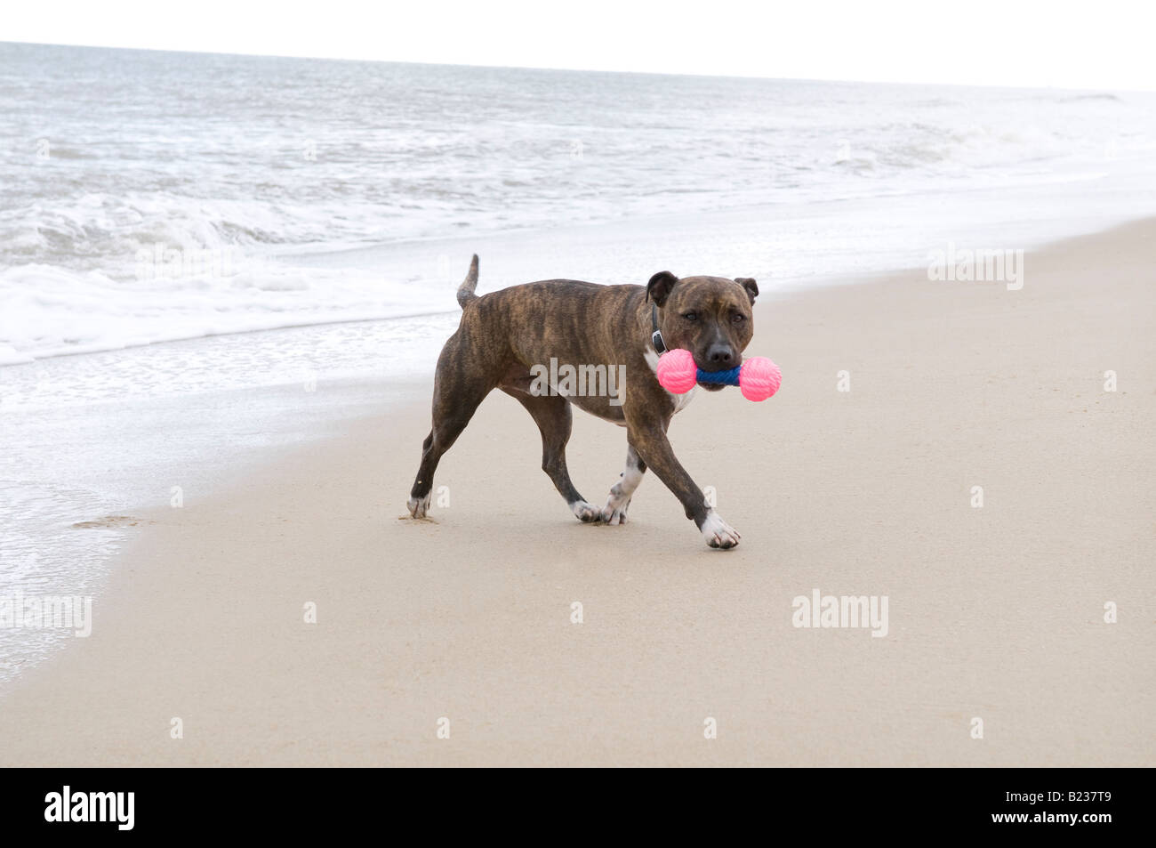 Staffordshire Bull Terrier dog on beach Banque D'Images