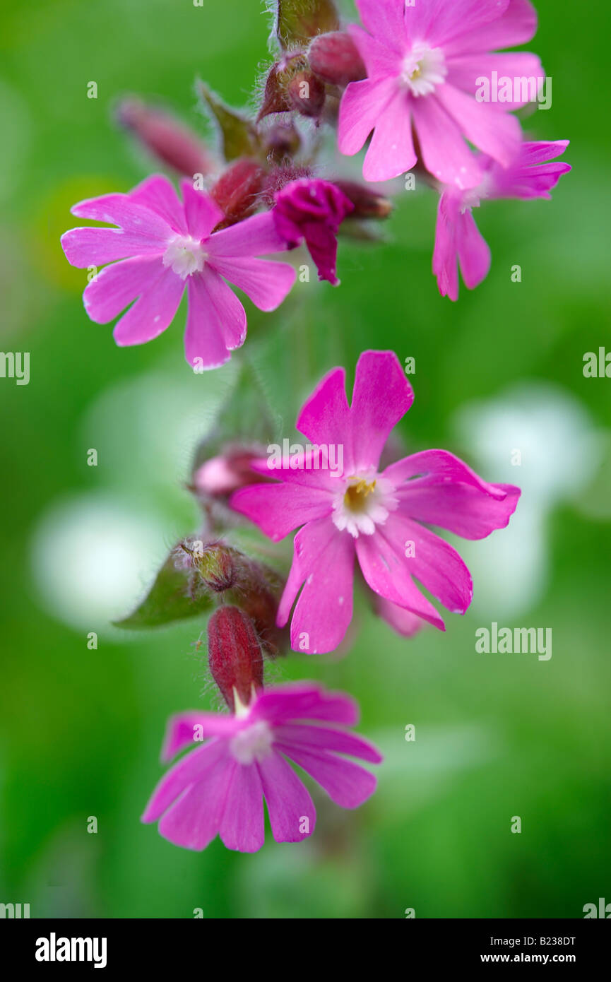 Rouge Alpine, campion Silene dioica - Grindelwald - Oberland Alpes Suisse Suisse Banque D'Images