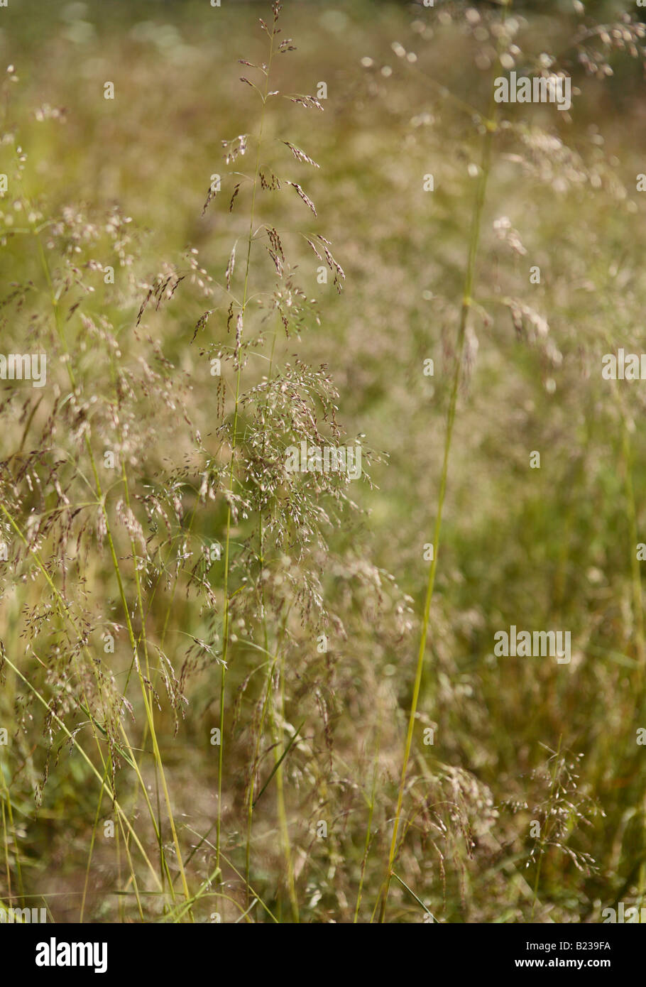 Close up de maturation meadow grass Banque D'Images