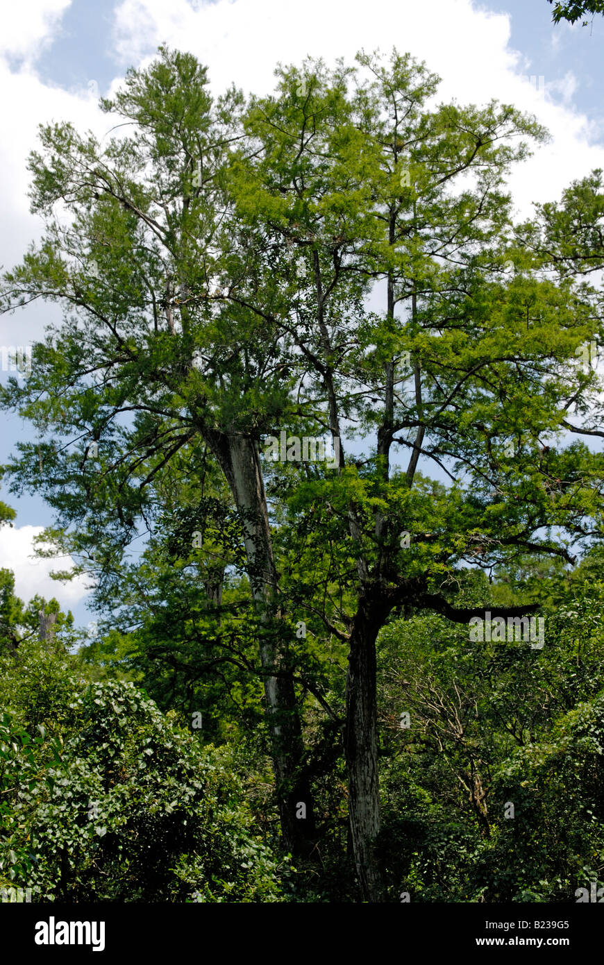 Grand vieux cyprès chauve Taxodium distichum croissance Corkscrew Swamp Sanctuary arbre Audubon en Floride Banque D'Images