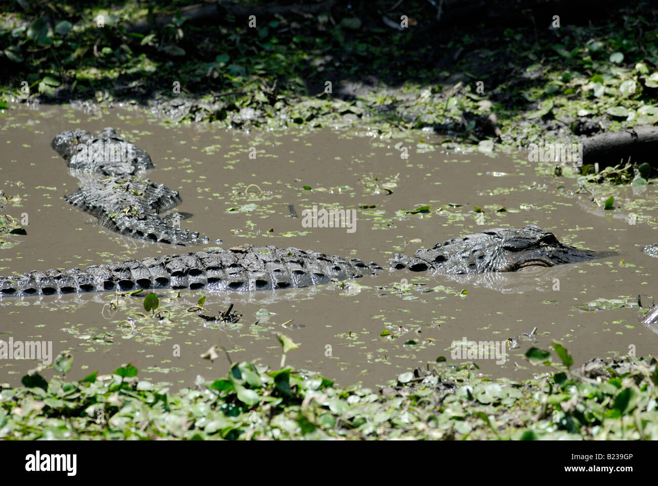 Alligator mississippiensis alligators américains dans l'eau boueuse d'un marais Audubon Swamp cypress tire-bouchon sanctuaire en Floride Banque D'Images Alligator mississippiensis alligators américains dans l'eau boueuse d'un marais Audubon Swamp cypress tire-bouchon sanctuaire en Floride Banque D'Images