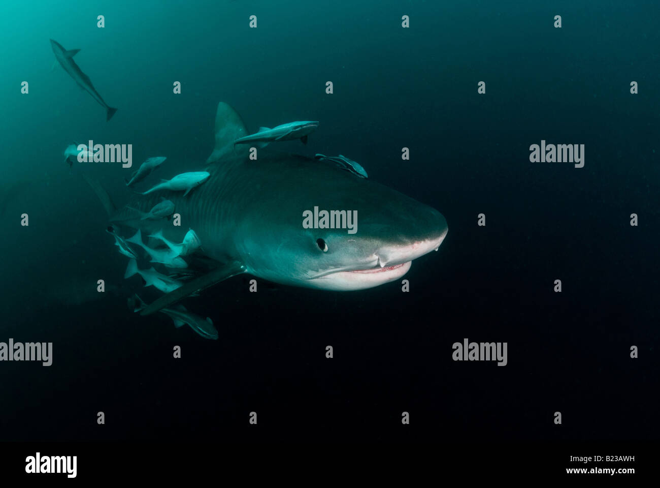 Requin tigre Galeocerdo cuvier Kwazulu Natal d'Aliwal Shoal Afrique du Sud de l'Océan Indien Banque D'Images
