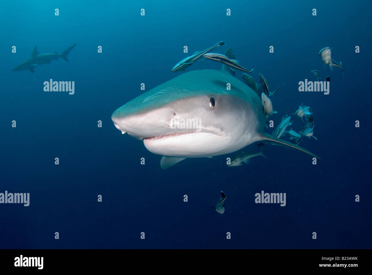 Requin tigre Galeocerdo cuvier Kwazulu Natal d'Aliwal Shoal Afrique du Sud de l'Océan Indien Banque D'Images