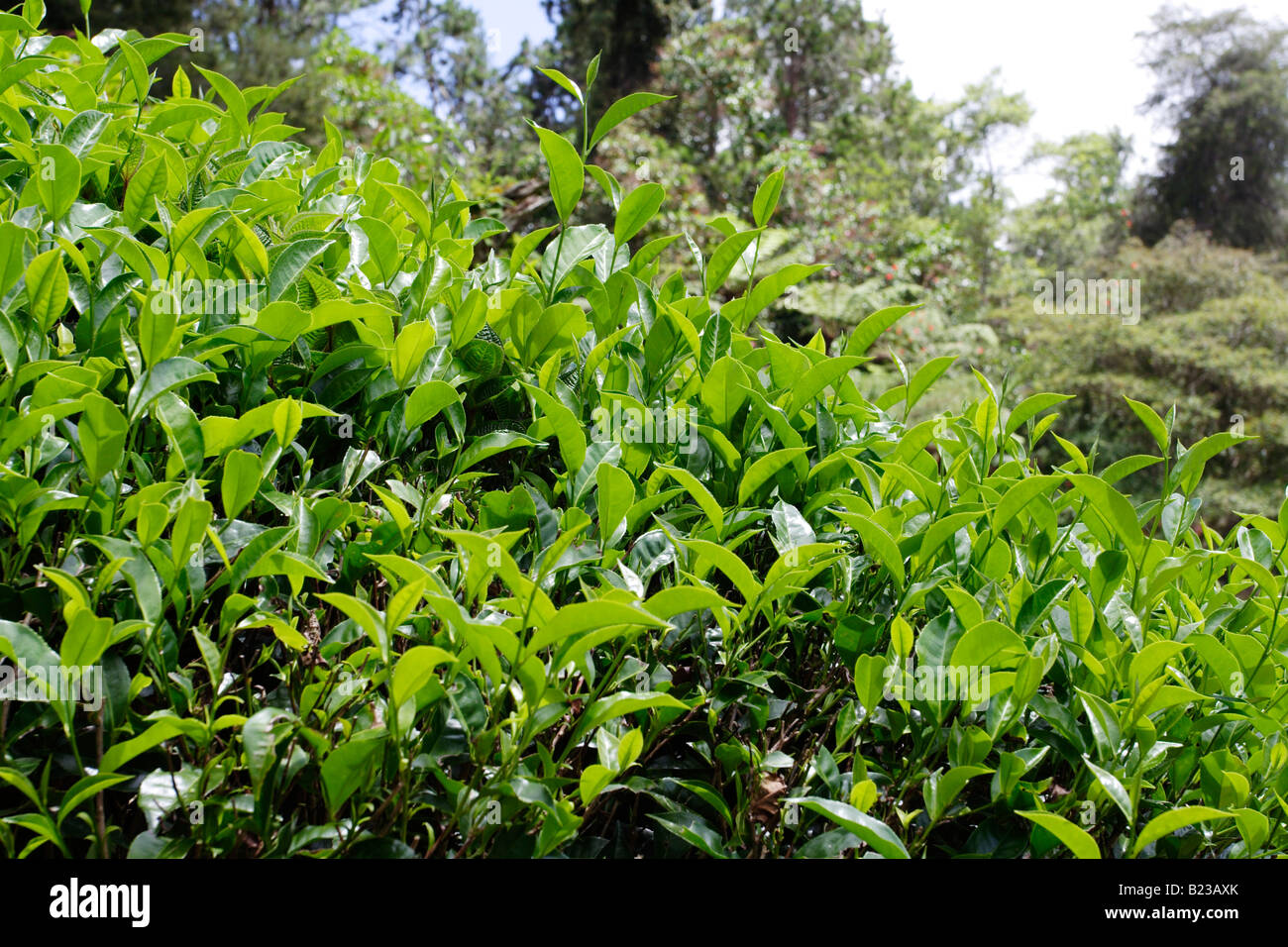 Usine de thé sur le coteau de Cameron Highland en Malaisie. Banque D'Images