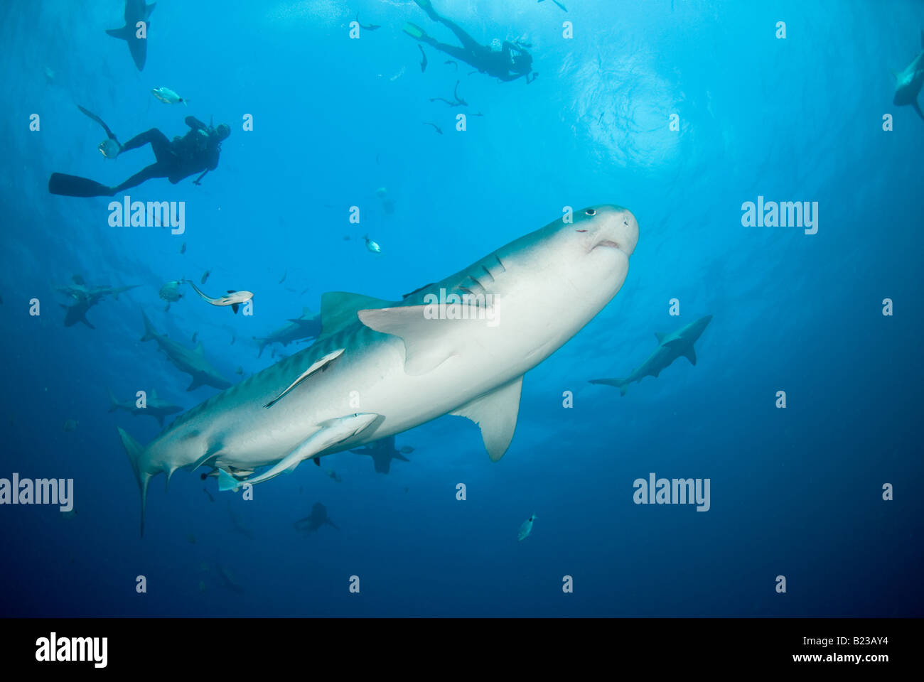 Requin tigre et de plongée sous marine Galeocerdo cuvier Kwazulu Natal d'Aliwal Shoal Afrique du Sud de l'Océan Indien Banque D'Images