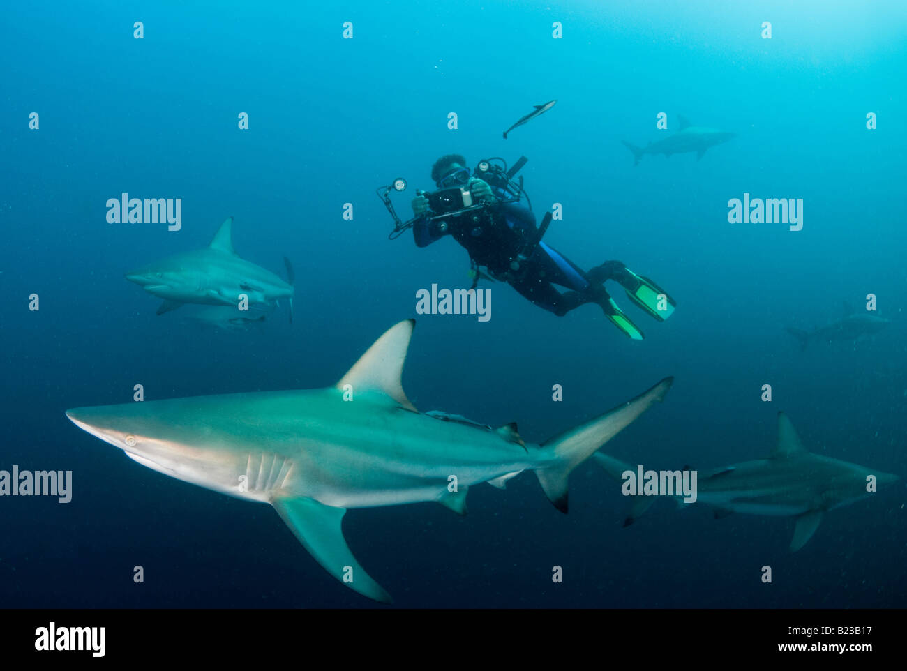 Blacktip requins et scubadiver Carcharhinus limbatus Kwazulu Natal d'Aliwal Shoal Afrique du Sud de l'Océan Indien Banque D'Images