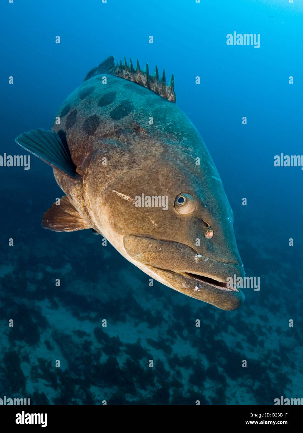 Patate mérou Epinephelus tukula Kwazulu Natal d'Aliwal Shoal Afrique du Sud de l'Océan Indien Banque D'Images