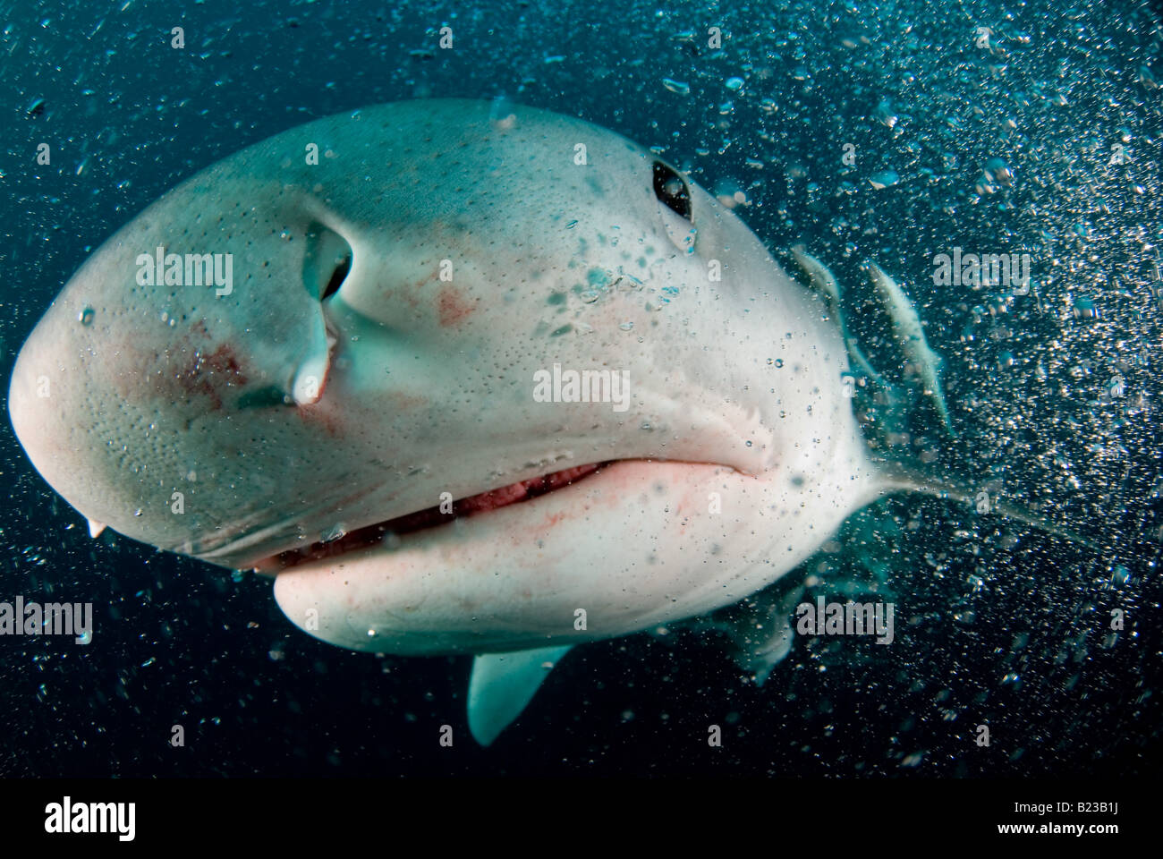 Requin tigre Galeocerdo cuvier Kwazulu Natal d'Aliwal Shoal Afrique du Sud de l'Océan Indien Banque D'Images