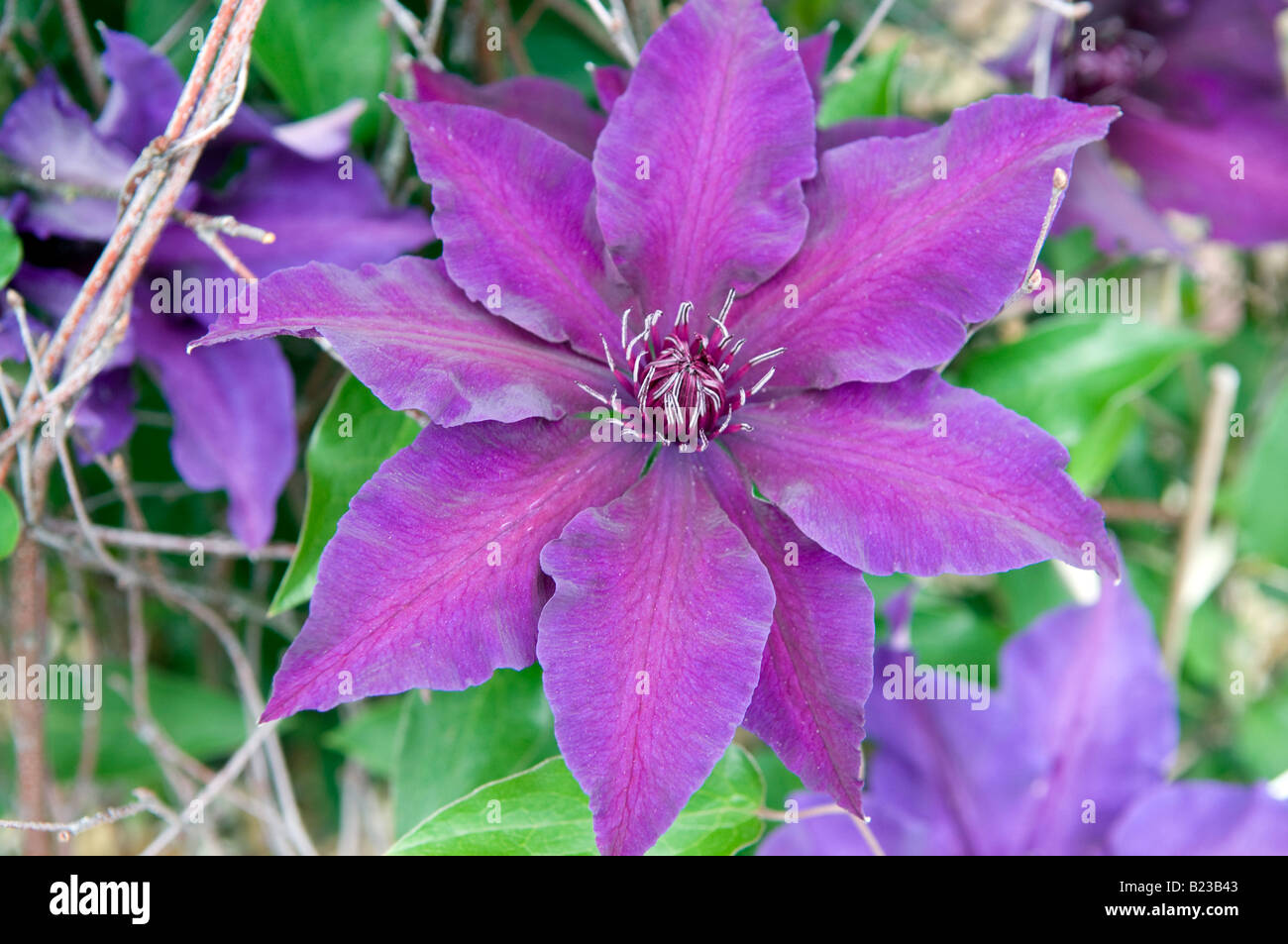 Clematis 'fleur' De grandes fleurs de mauve bleu Photo Stock - Alamy