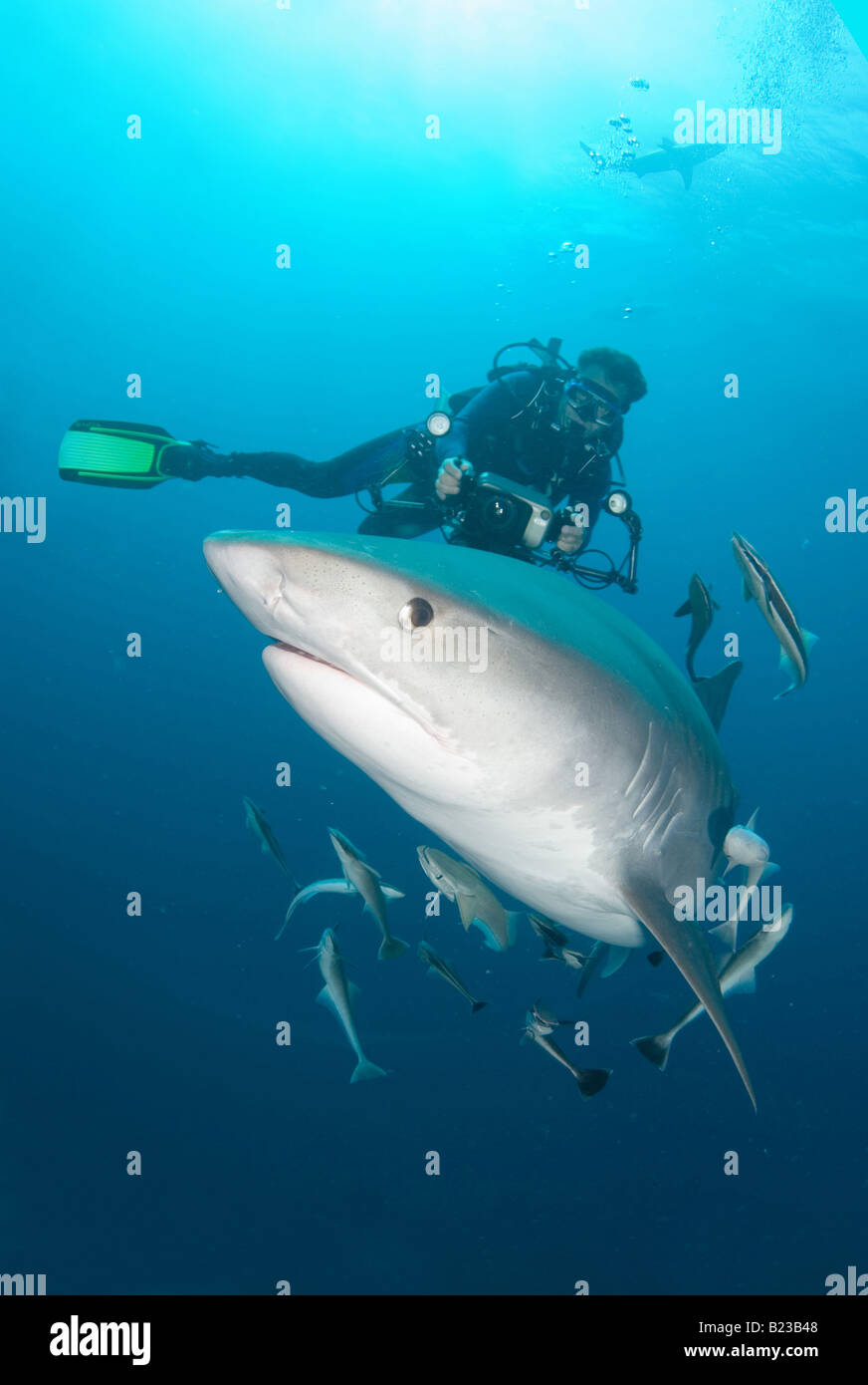 Requin tigre et de plongée sous marine Galeocerdo cuvier Kwazulu Natal d'Aliwal Shoal Afrique du Sud de l'Océan Indien Banque D'Images