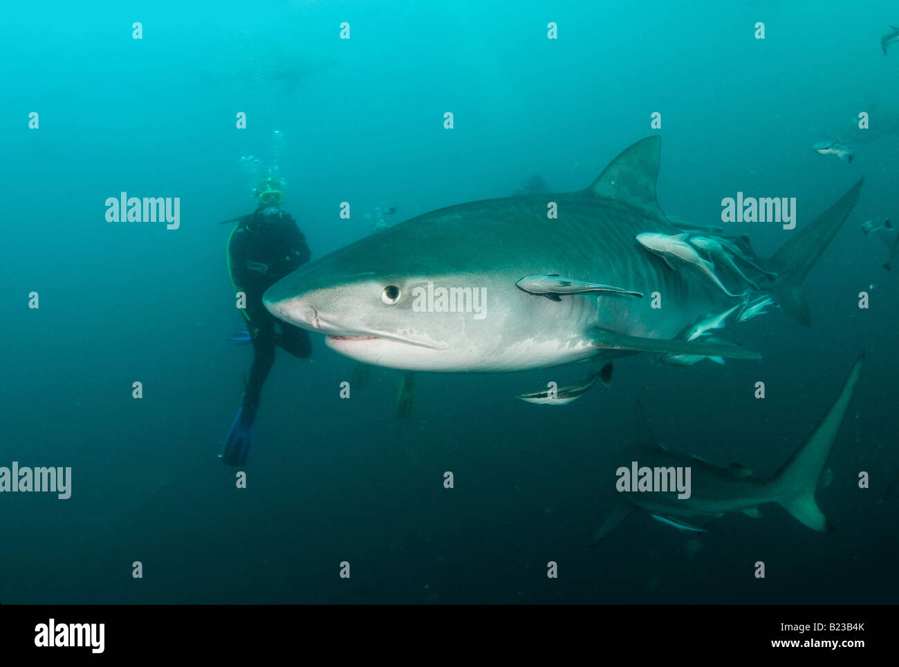 Requin tigre et de plongée sous marine Galeocerdo cuvier Kwazulu Natal d'Aliwal Shoal Afrique du Sud de l'Océan Indien Banque D'Images