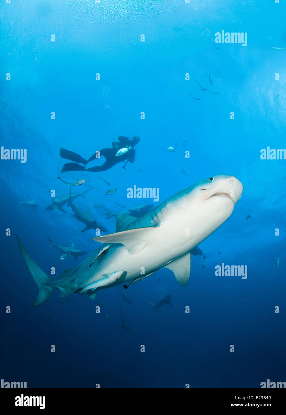 Requin tigre Galeocerdo cuvier scubadiver et Kwazulu Natal d'Aliwal Shoal Afrique du Sud de l'Océan Indien Banque D'Images
