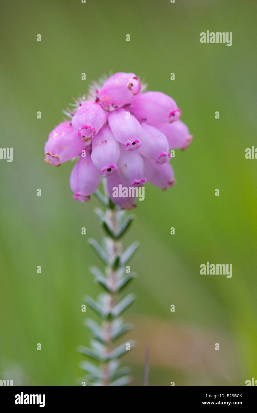 Close-up de bruyère cendrée (Erica cinerea) flower Banque D'Images
