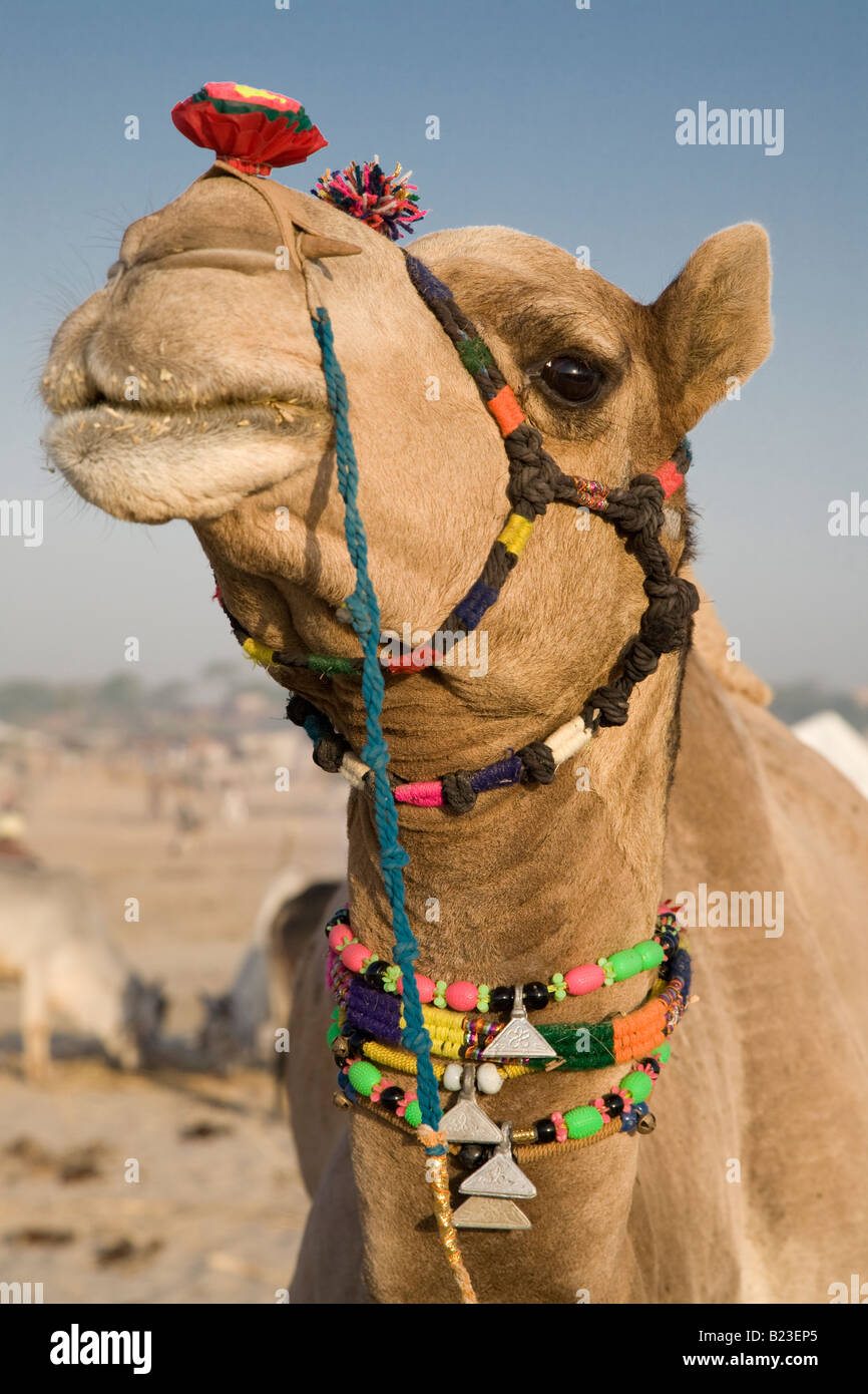 Décoré avec des bijoux de chameau à l'Tilwara juste du bétail près de Balotra Rajasthan Inde Banque D'Images