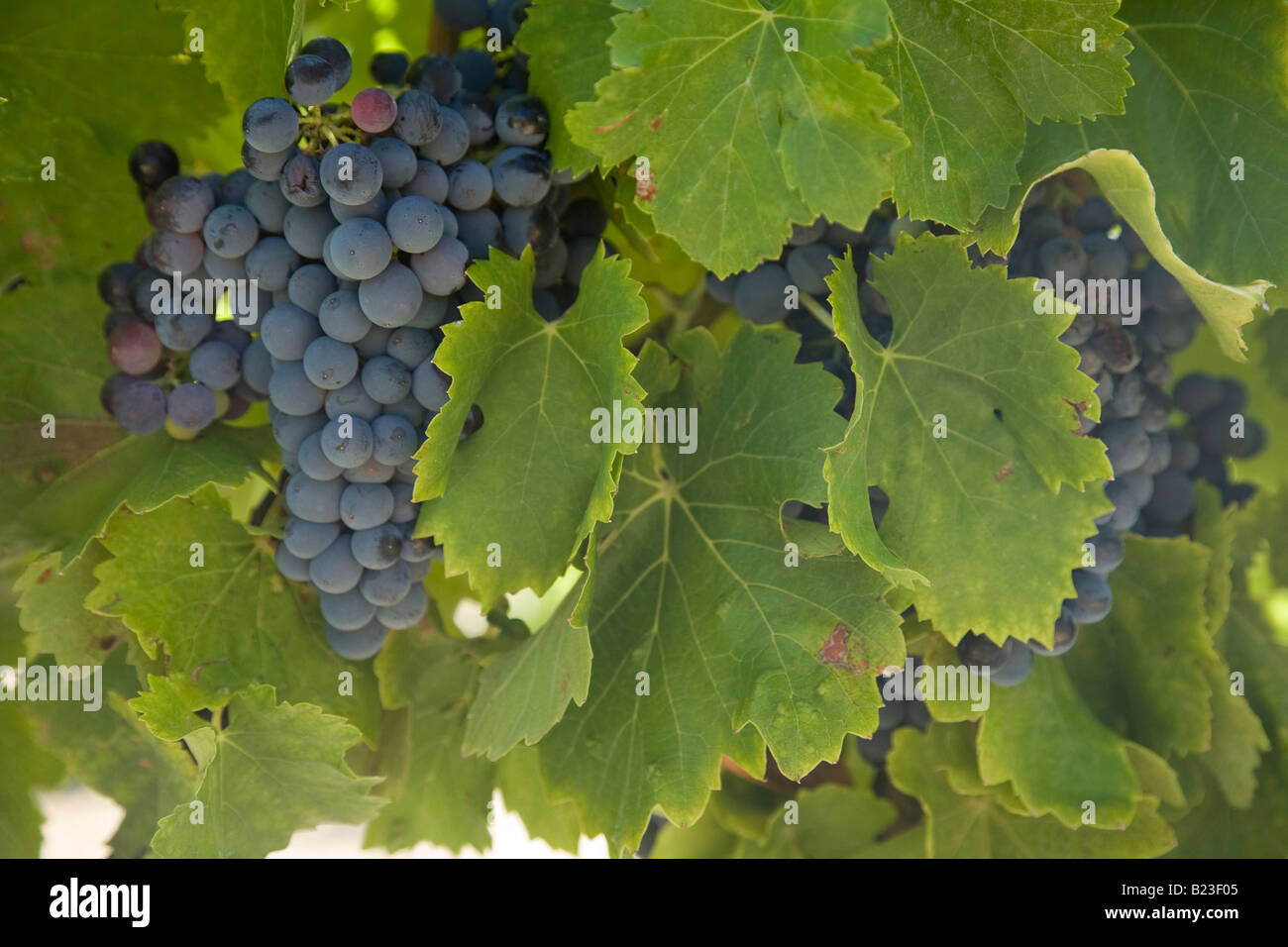 Le raisin noir accroché sur la vigne en été, Provence, France Banque D'Images