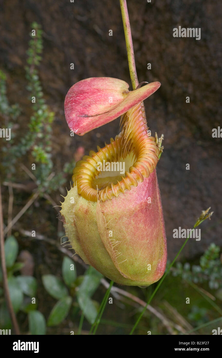 Une sarracénie Nepenthes kinabaluensis à côté de la piste de plus en plus sommet Mt Parc National de Kinabalu Sabah Malaisie Banque D'Images