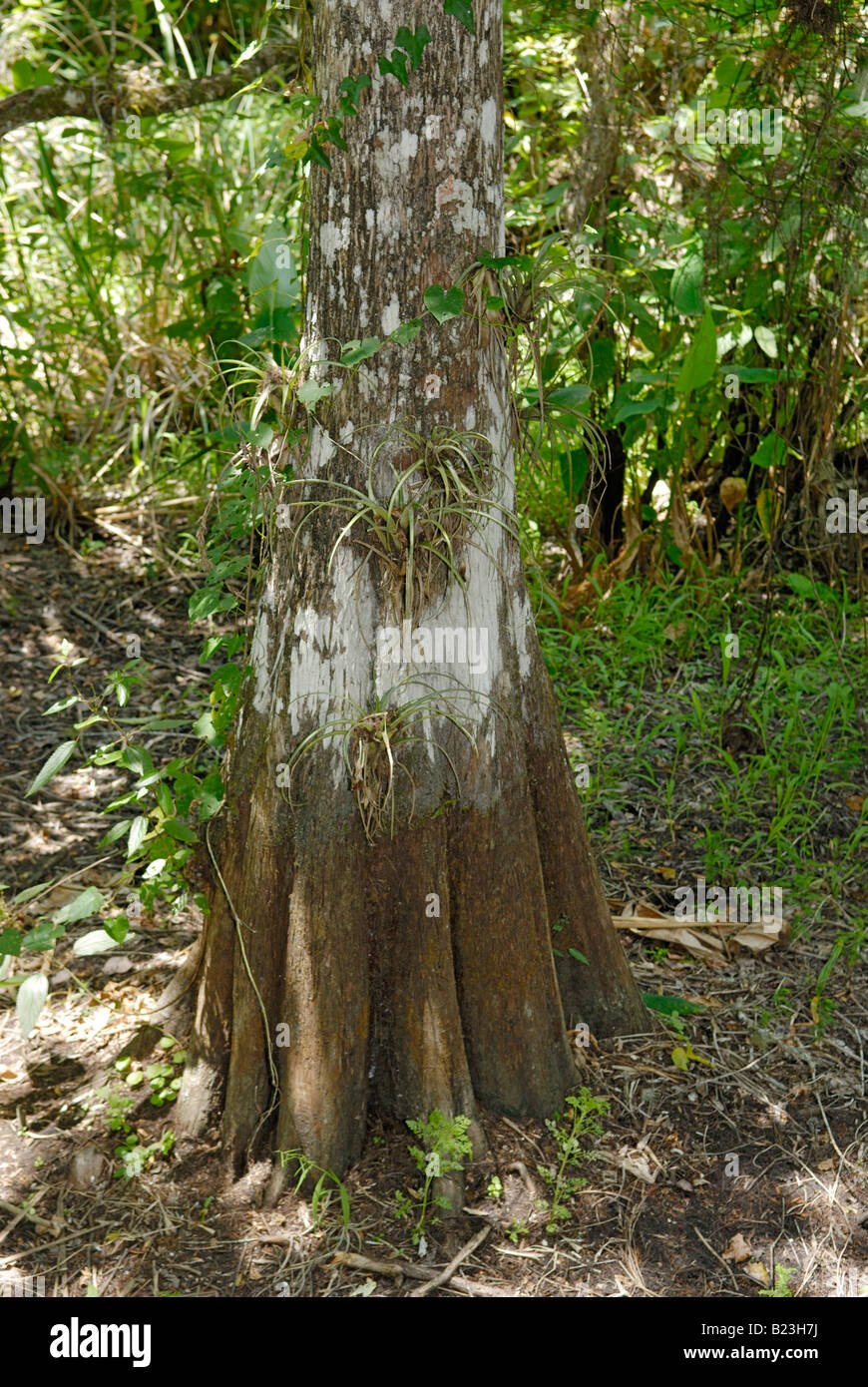 Tronc de vieux cyprès chauve Taxodium distichum tree Marais Audubon Corkscrew Sanctuary en Floride Banque D'Images