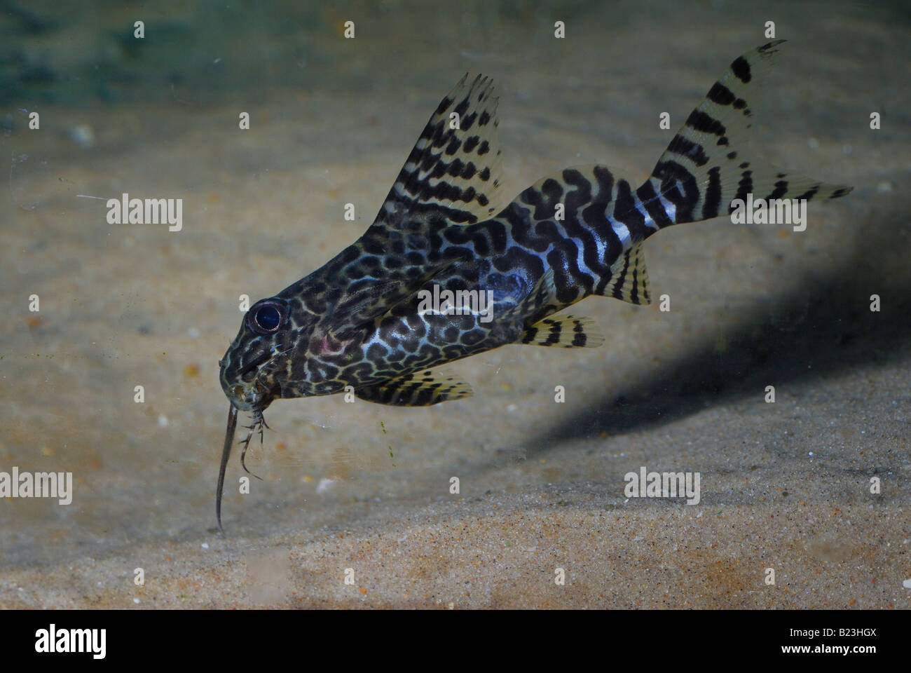 Synodontis Eupterus Poisson Chat Africain Des Ardeides Afrique Photo Stock Alamy Synodontis Eupterus Poisson Chat Africain Des Ardeides Afrique Photo Stock Alamy