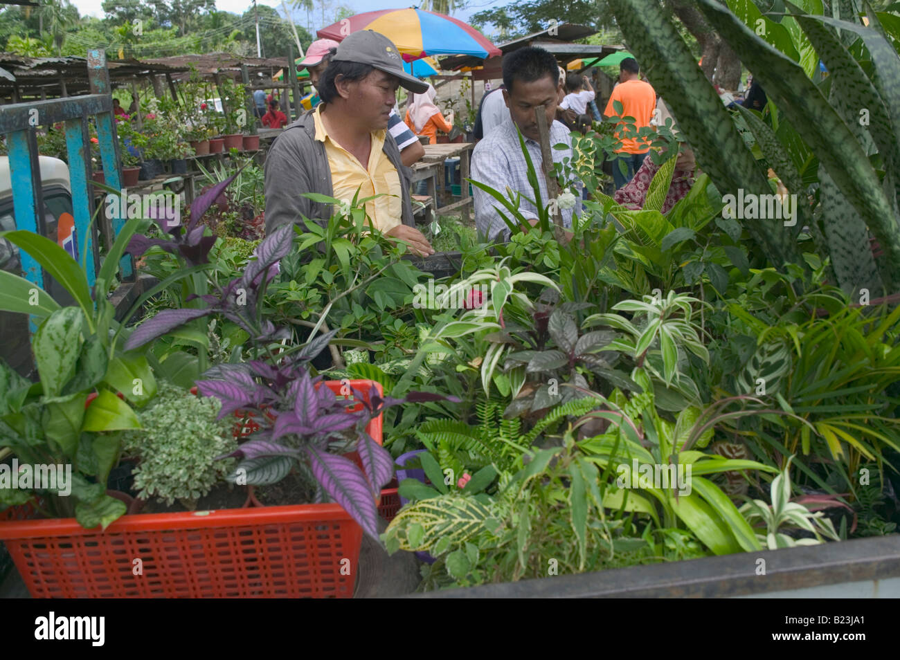 Plantes de jardin à la vente à la Kota Belud marché hebdomadaire tamu Sabah Malaisie Banque D'Images