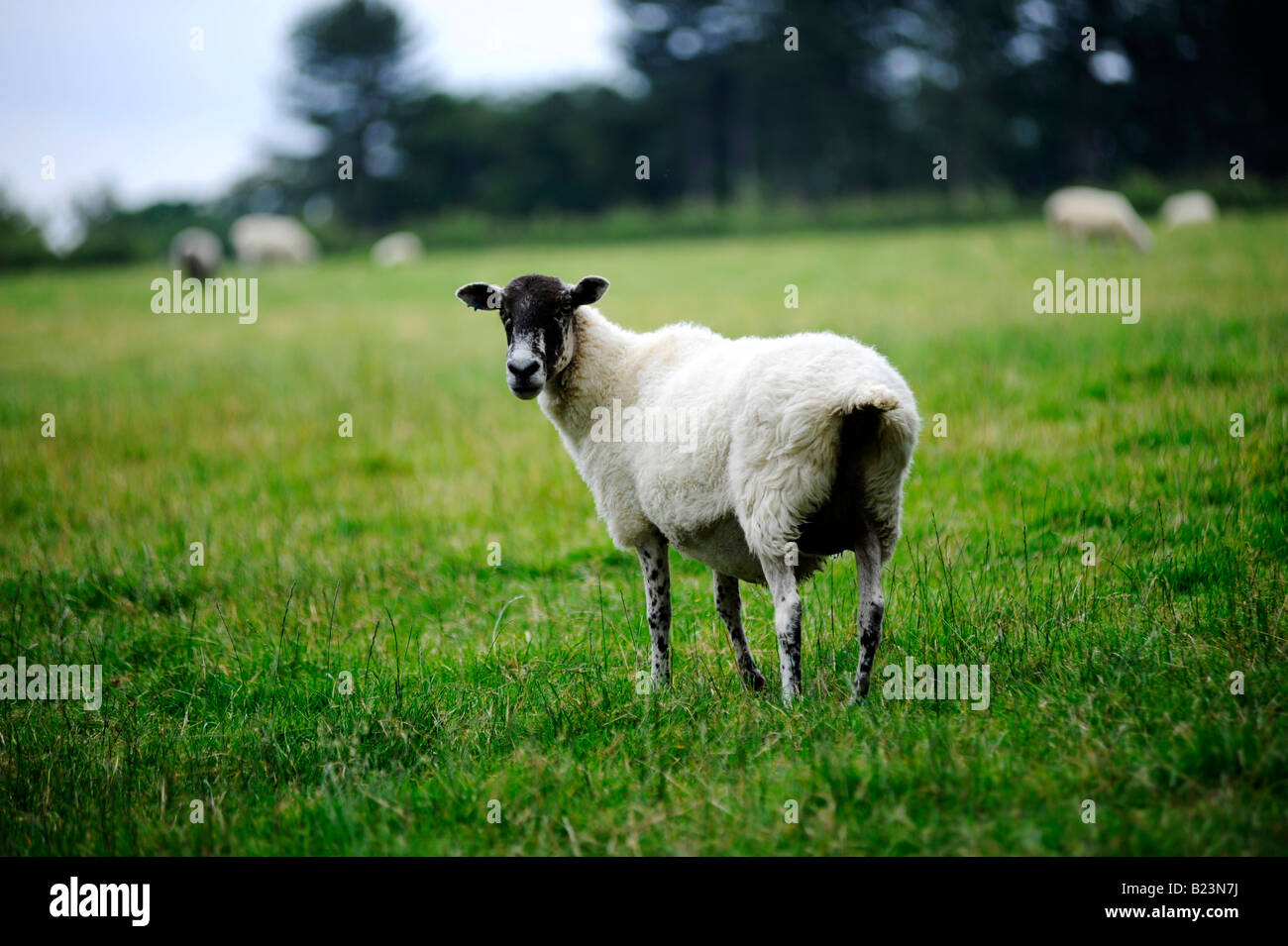 Moutons dans un champ Banque D'Images