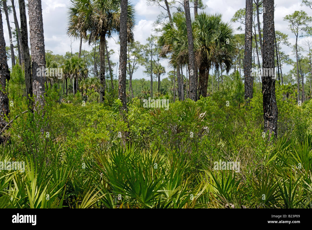 Pine flatwood dans le sud de la Floride de l'écosystème de marais Audubon Corkscrew Sanctuary Banque D'Images