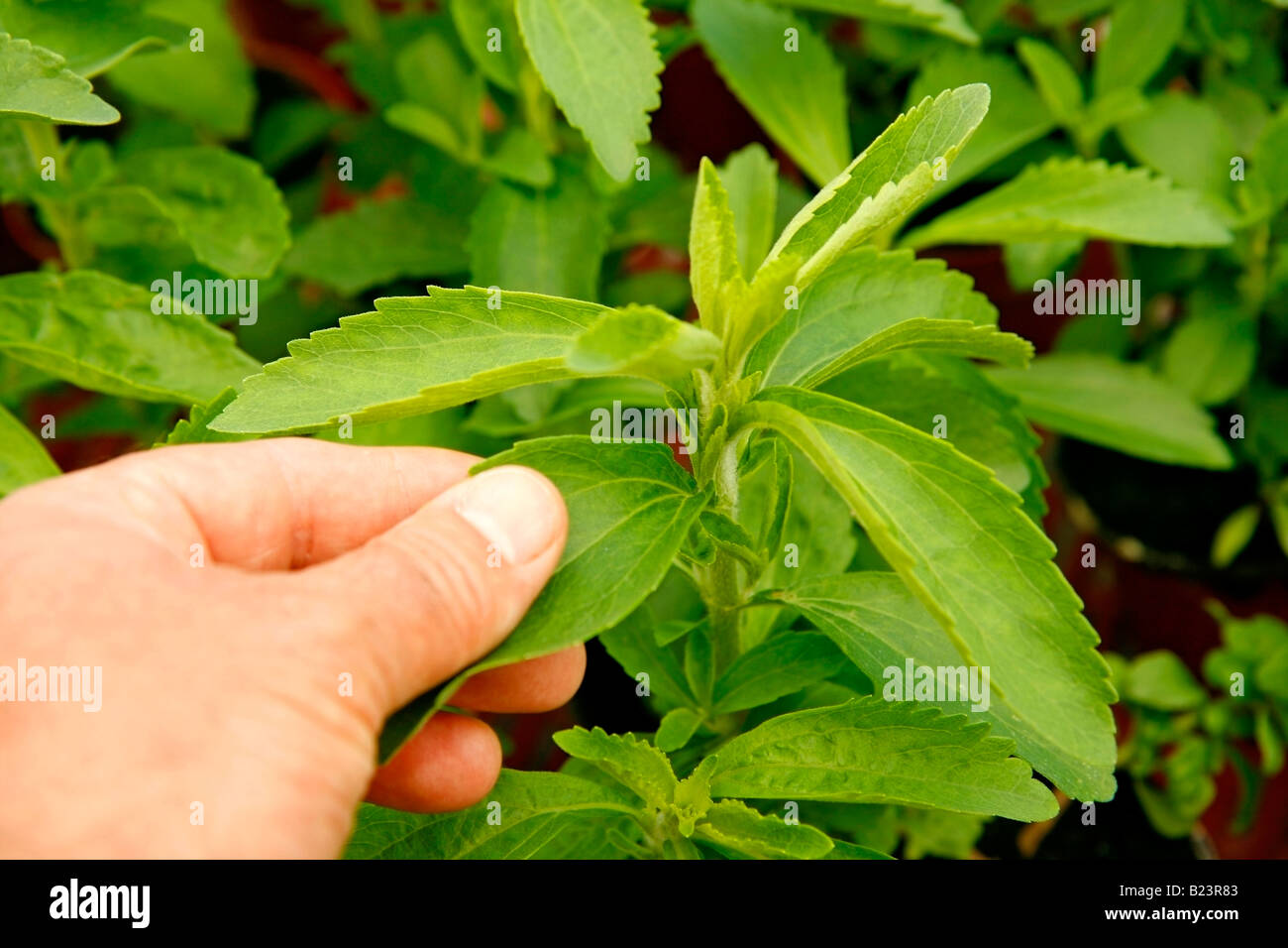 Sweet herb Stevia rebaudiana Banque D'Images