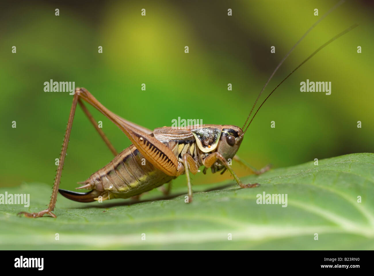 Metrioptera roeselii, Roesel's Bush Cricket assis sur leaf Banque D'Images