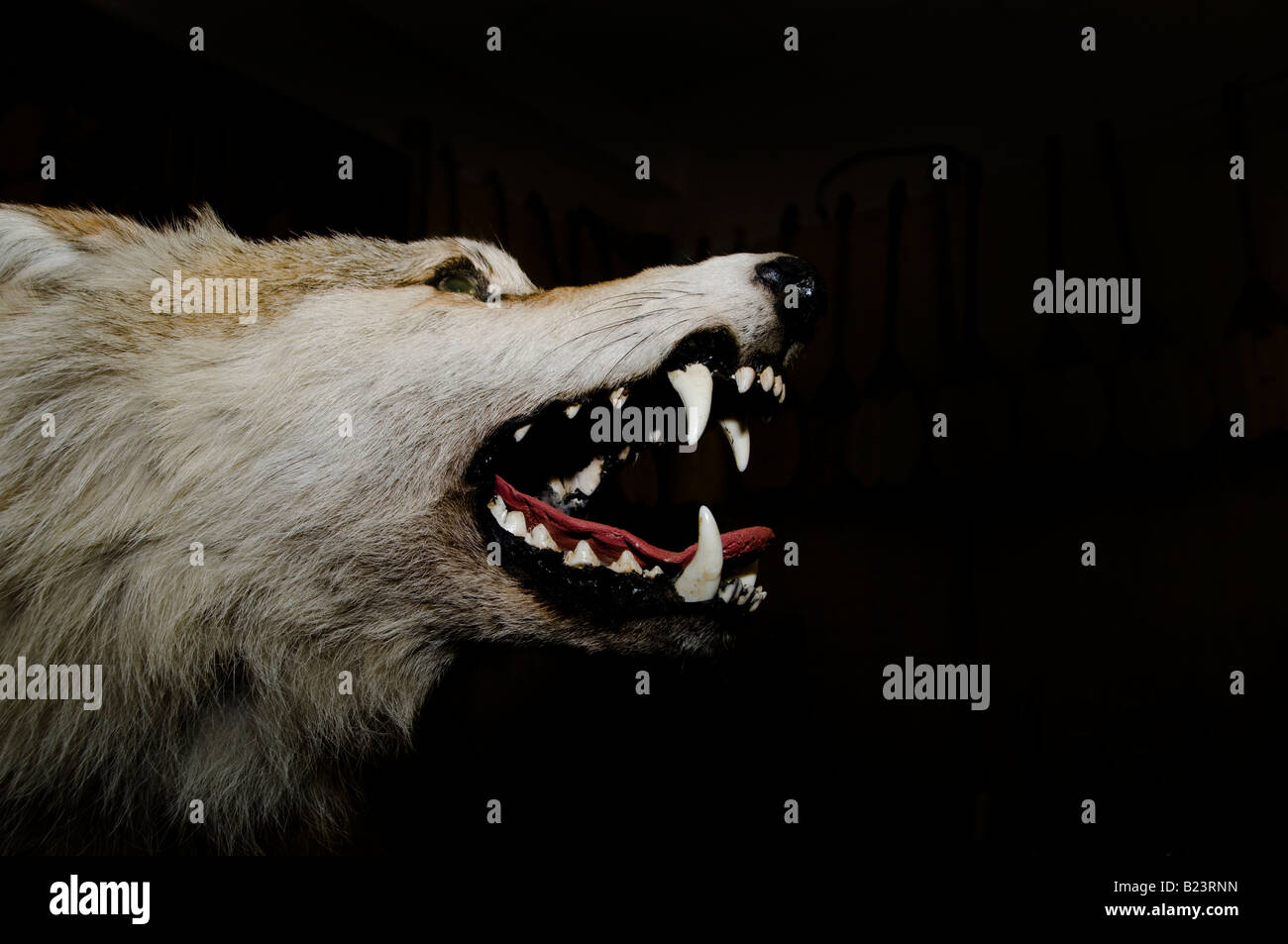 Loup empaillé Banque D'Images