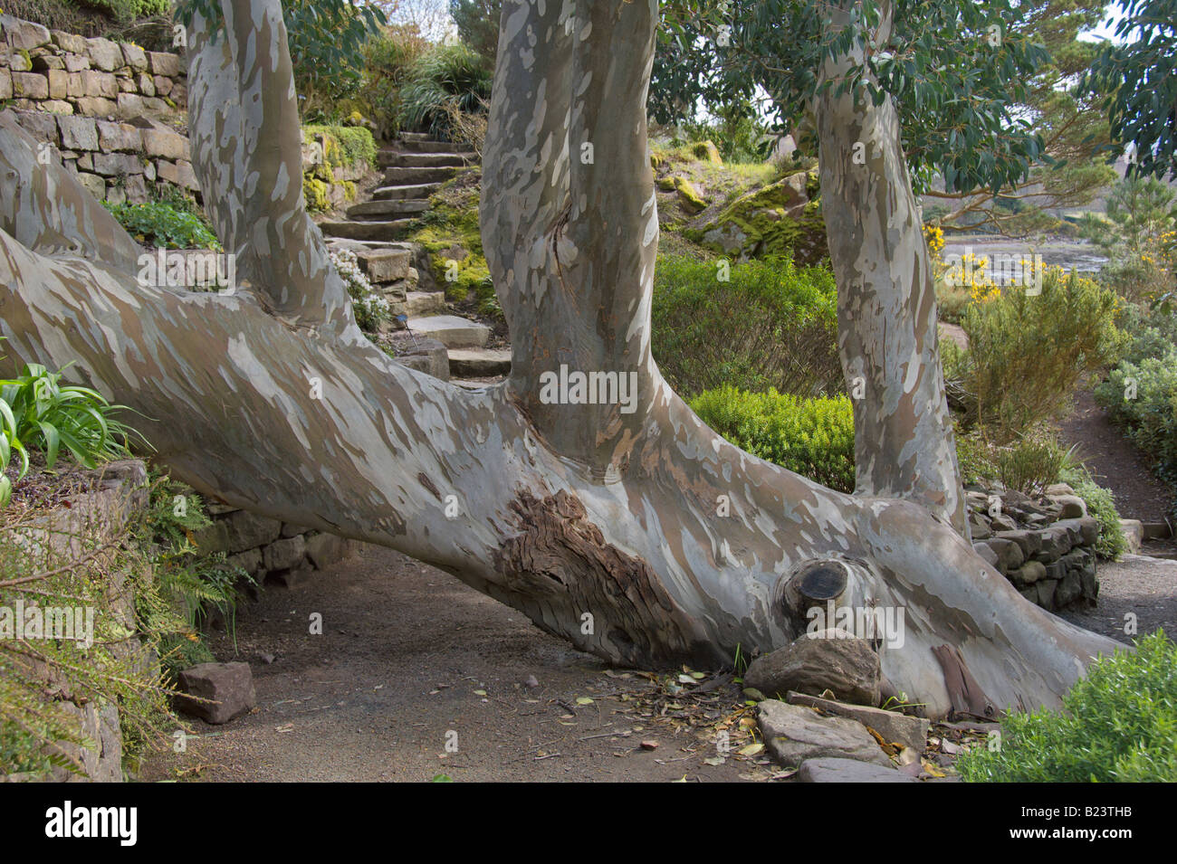 Eucalyptus Inverewe Gardens Poolewe région des Highlands Ecosse Avril 2008 Banque D'Images