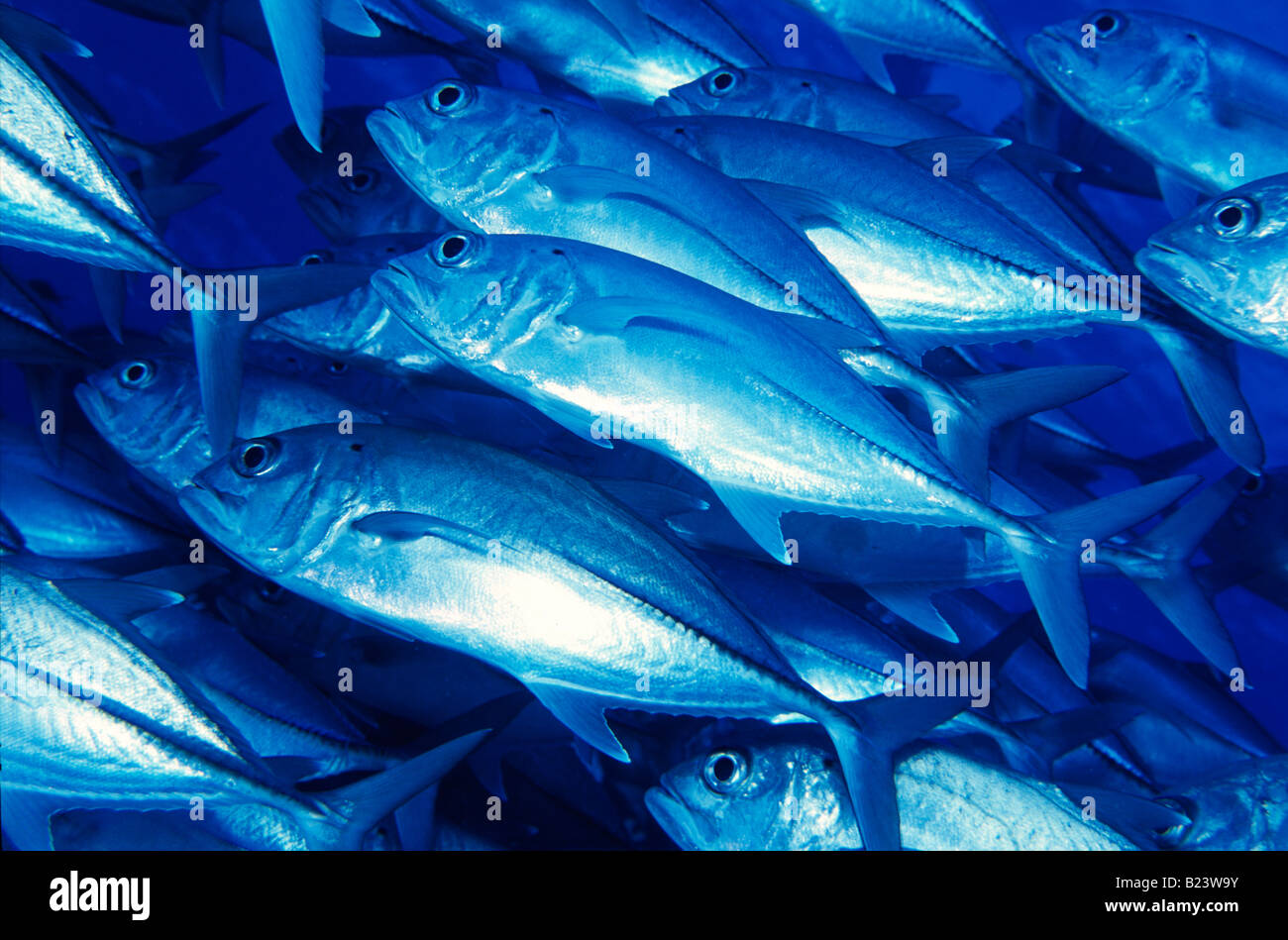 L'École de 'big eye' carangue Caranx sexfasciatus poisson à grande barrière de corail en Australie Banque D'Images