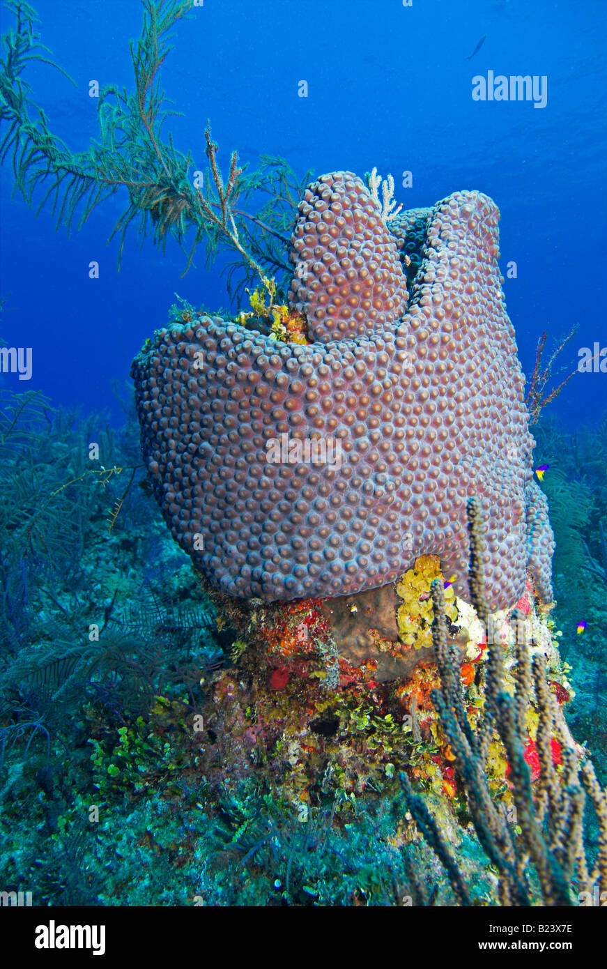 Barrière de corail avec des coraux durs et mous et éponges Grand Bahamas Banque D'Images