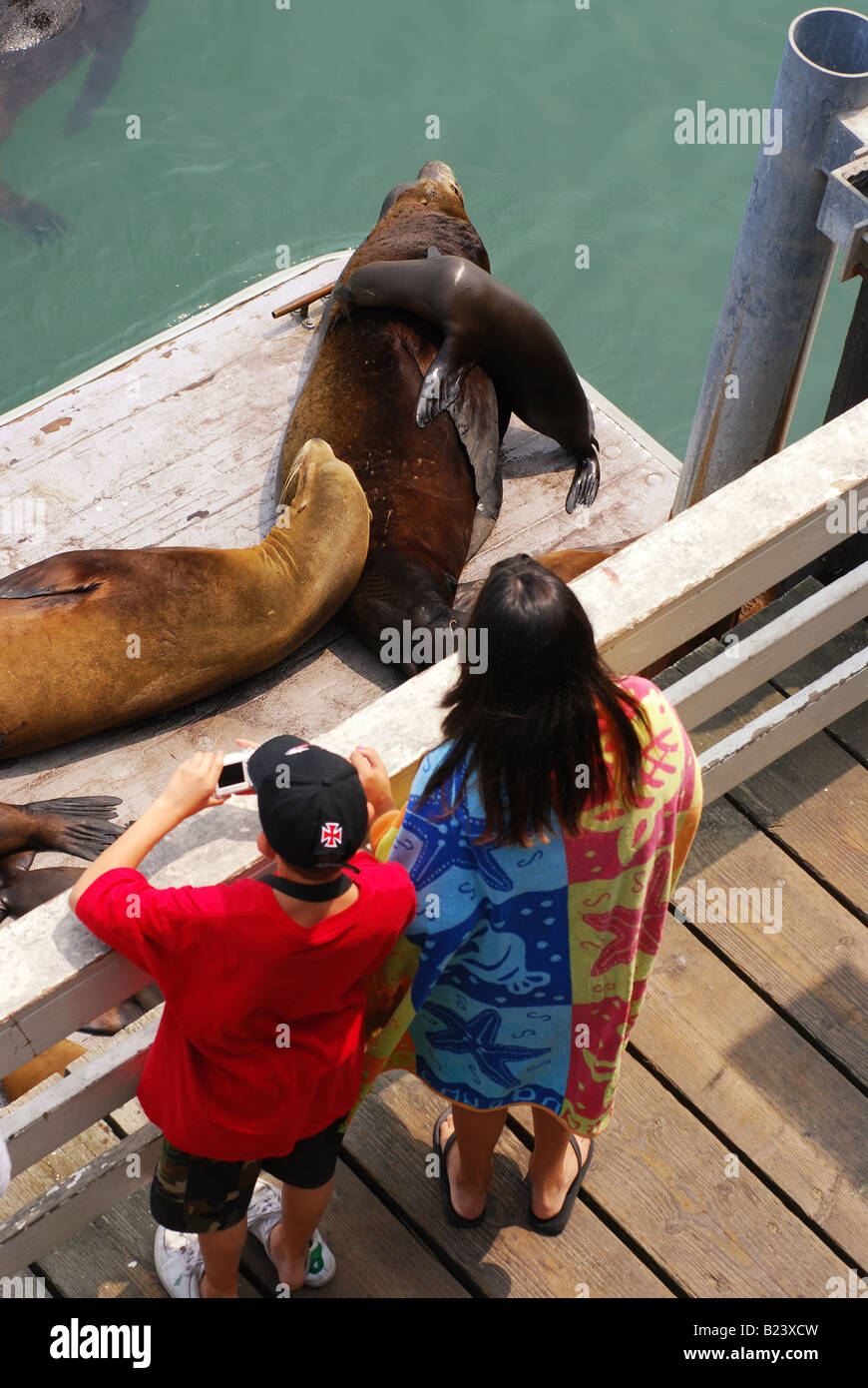 Les touristes regarder un bébé phoque grimper sur un grand mâle seal Banque D'Images