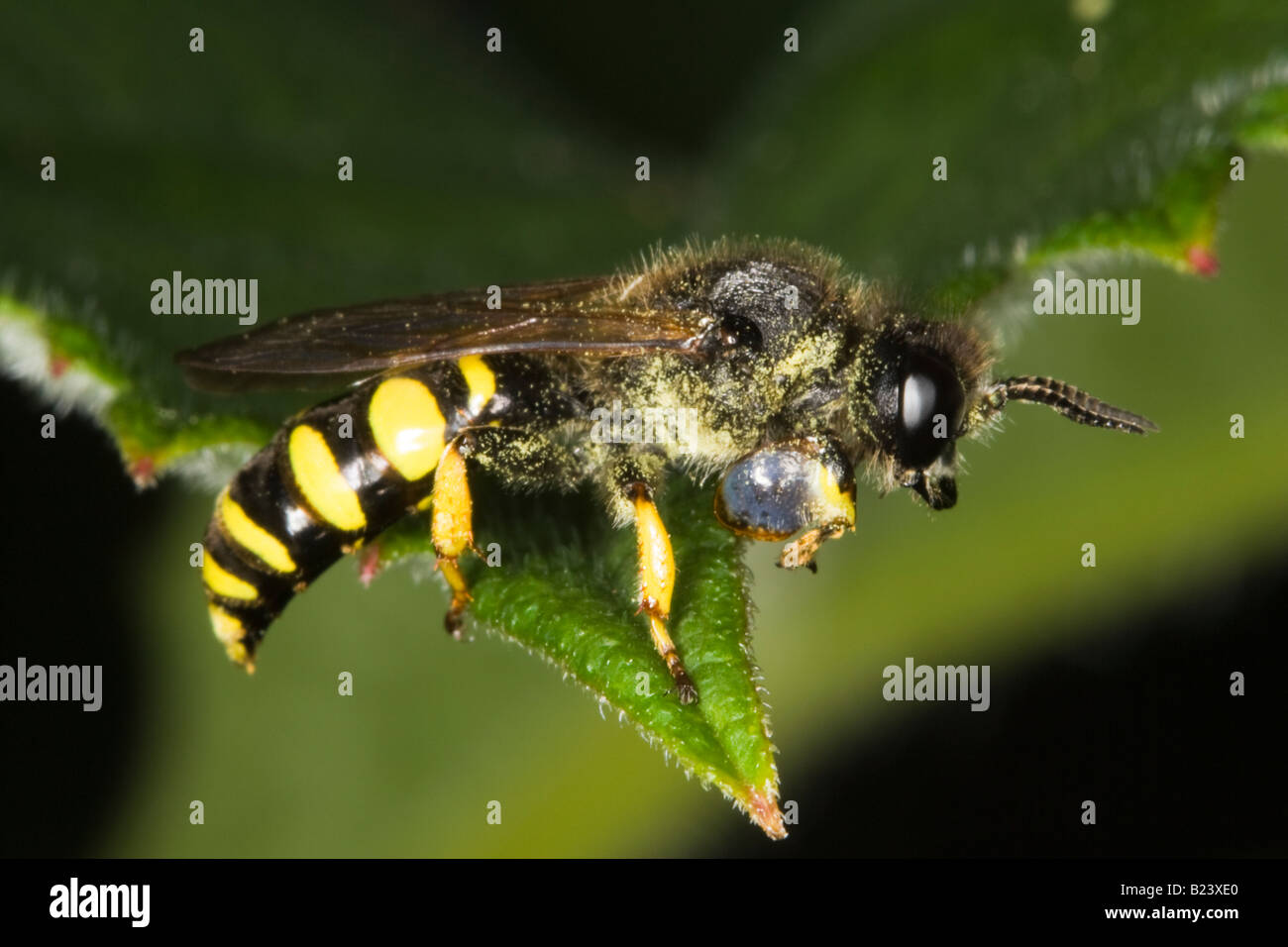 Homme Digger Wasp, au corps allongé (Crabro cribrarius) Banque D'Images