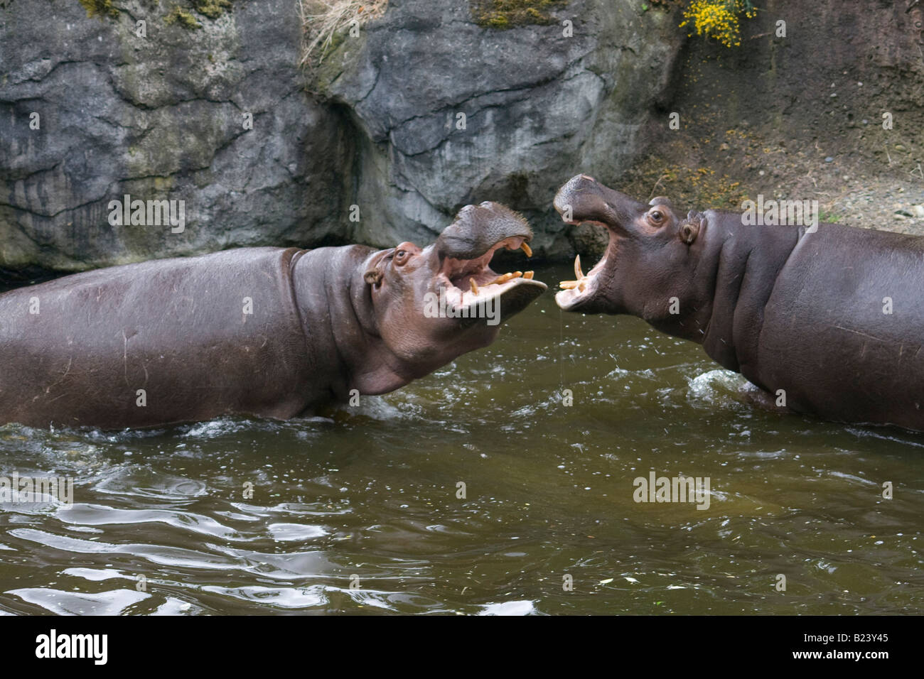 Lutte pour la domination des hippopotames du Woodland Park Zoo. Banque D'Images