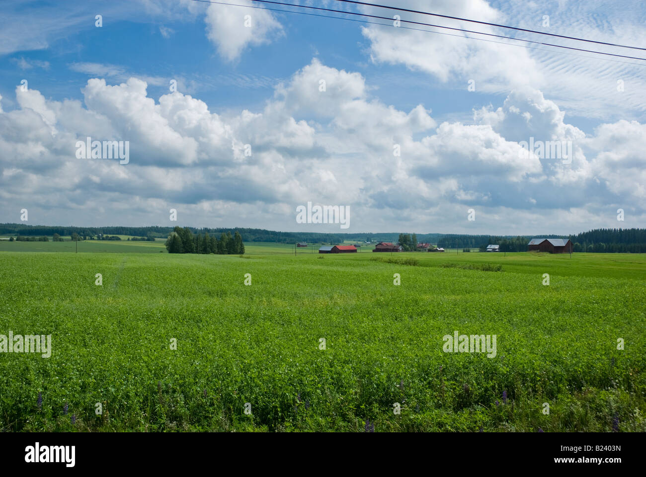 Campagne finlandaise avec les fermes et les granges et champs verts Banque D'Images