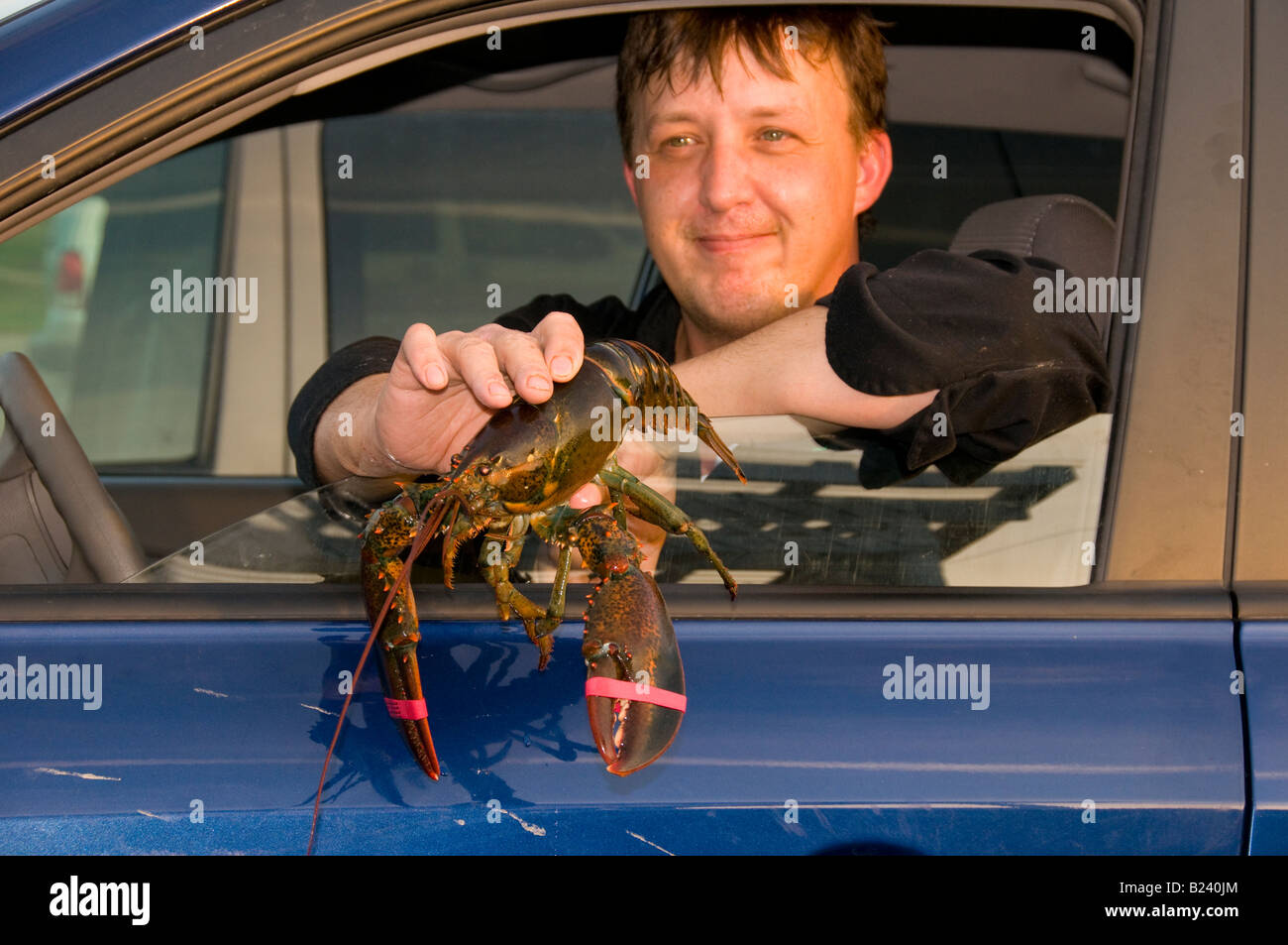 Canada Nouveau-brunswick Pêcheur commercial offrant un financement frais de homard de la baie de Fundy Coast restaurant local Banque D'Images
