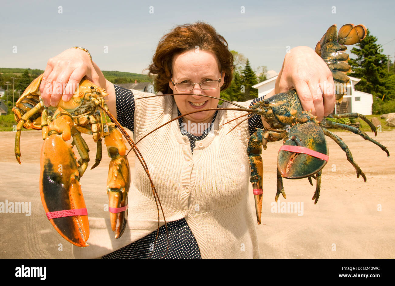 Canada, Nouveau-Brunswick, Woman holding albinos et le homard bleu dans le village de pêcheurs d'Alma. Homard Alma Shop Banque D'Images